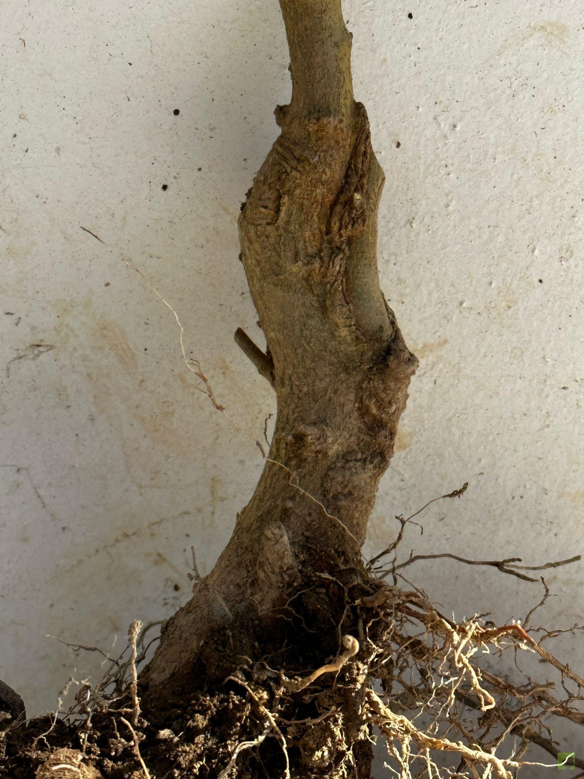 Processed with MOLDIV