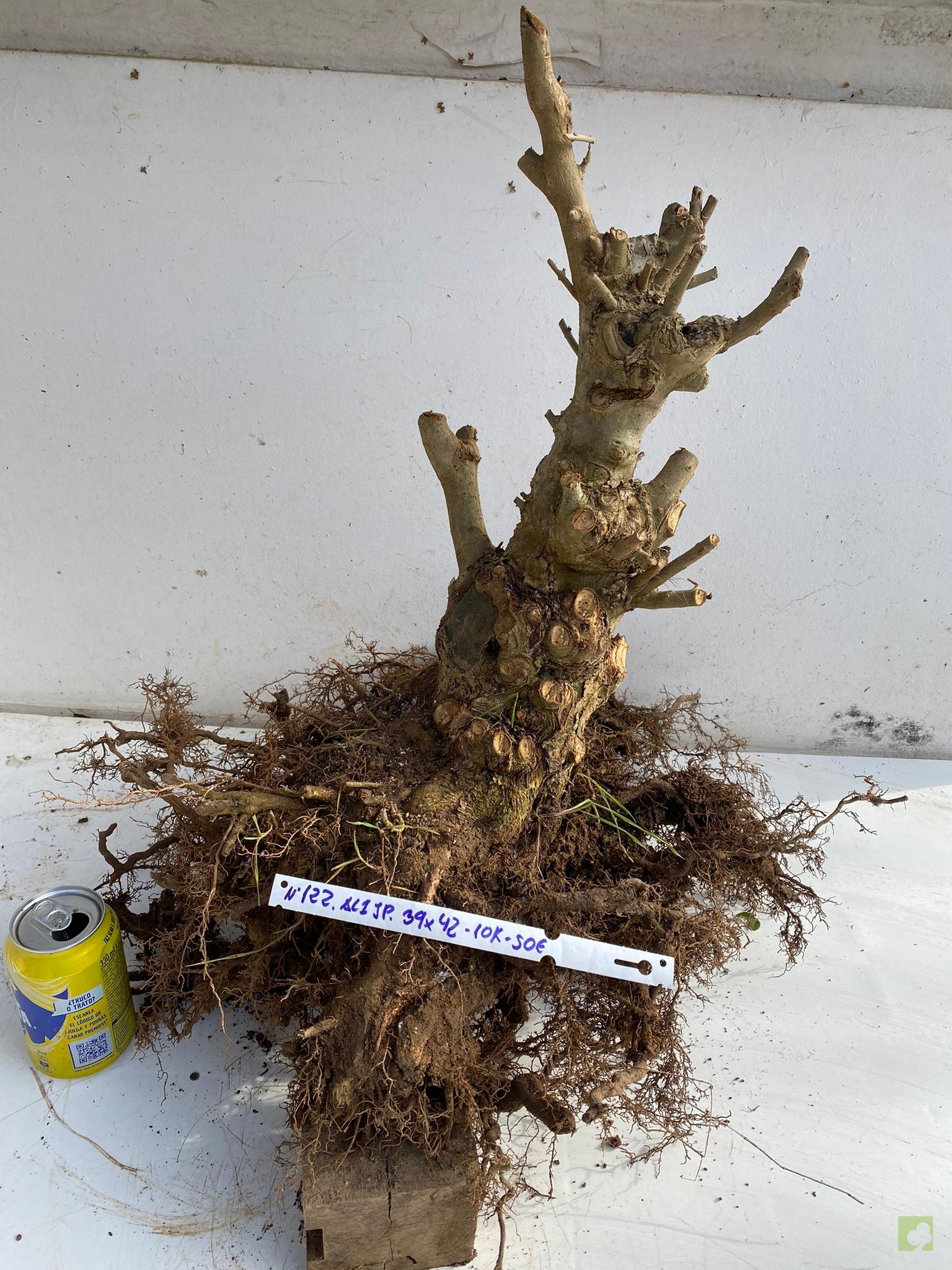 ALIGUSTRE JAPONICO 122 (1)