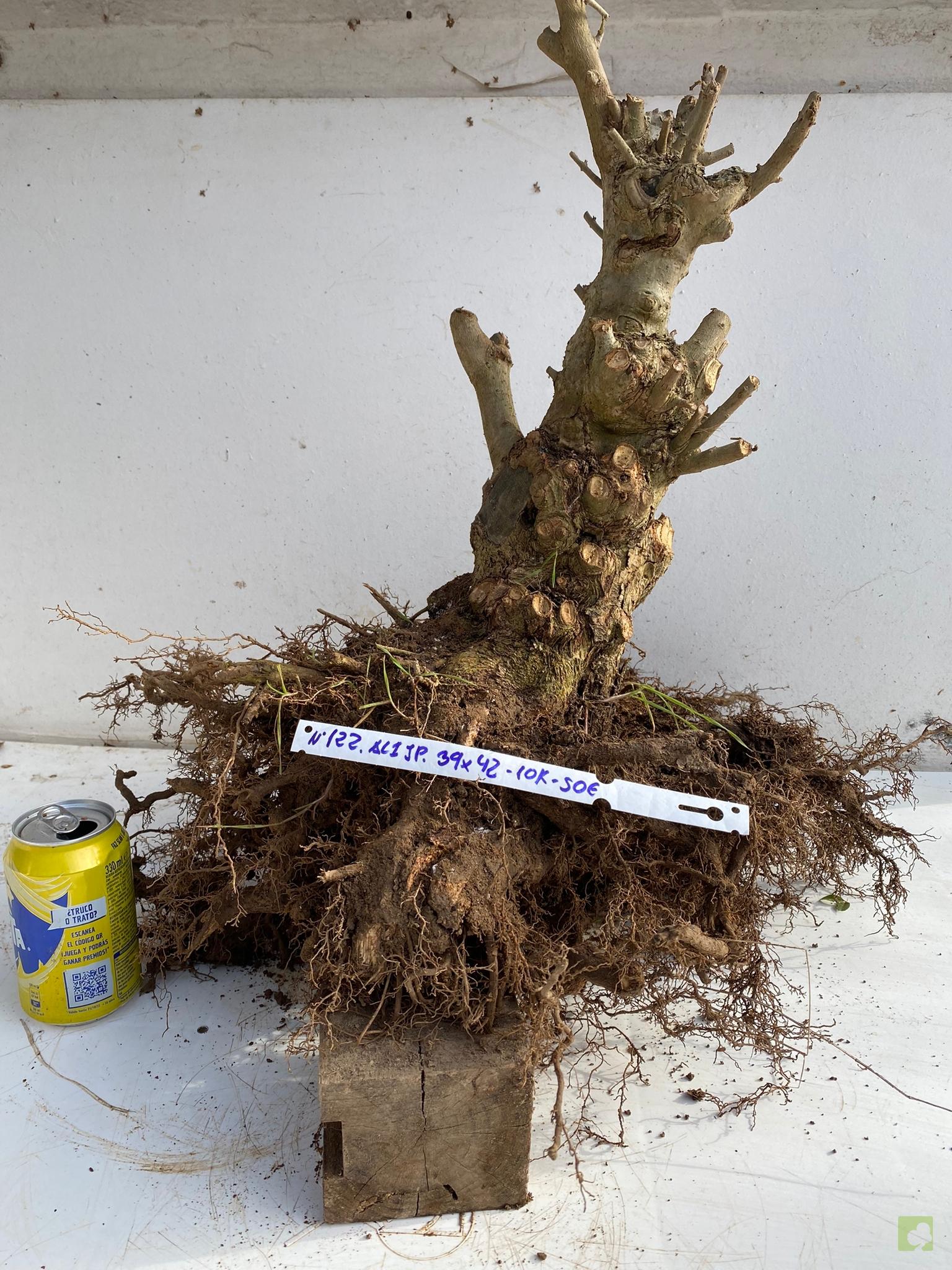 ALIGUSTRE JAPONICO 122 (2)