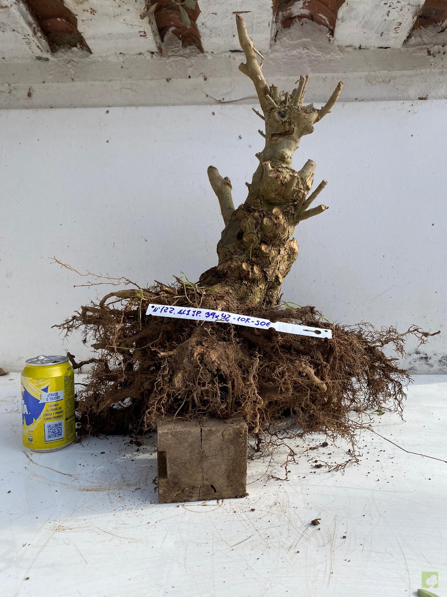 ALIGUSTRE JAPONICO 122 (3)