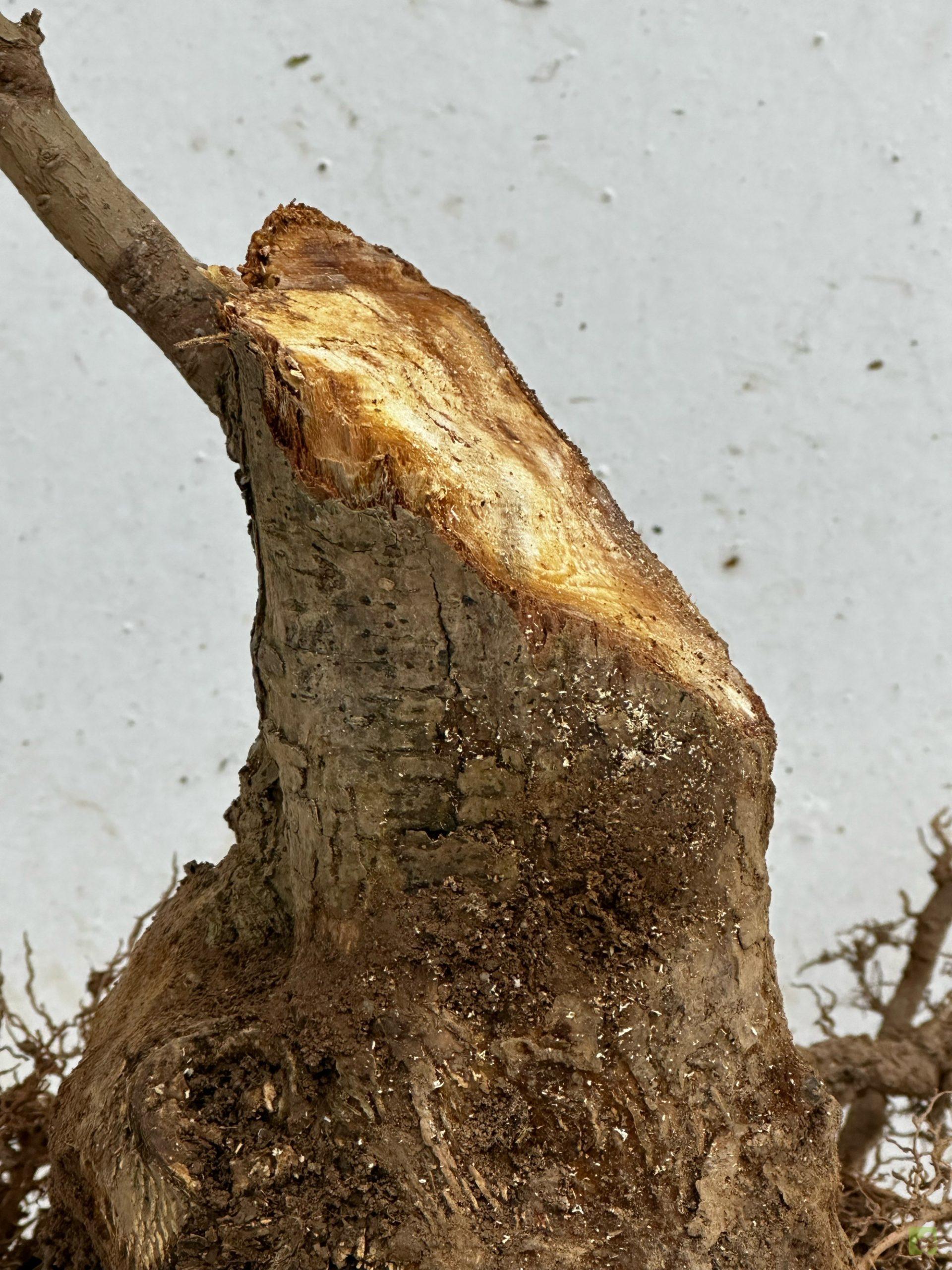 Processed with MOLDIV