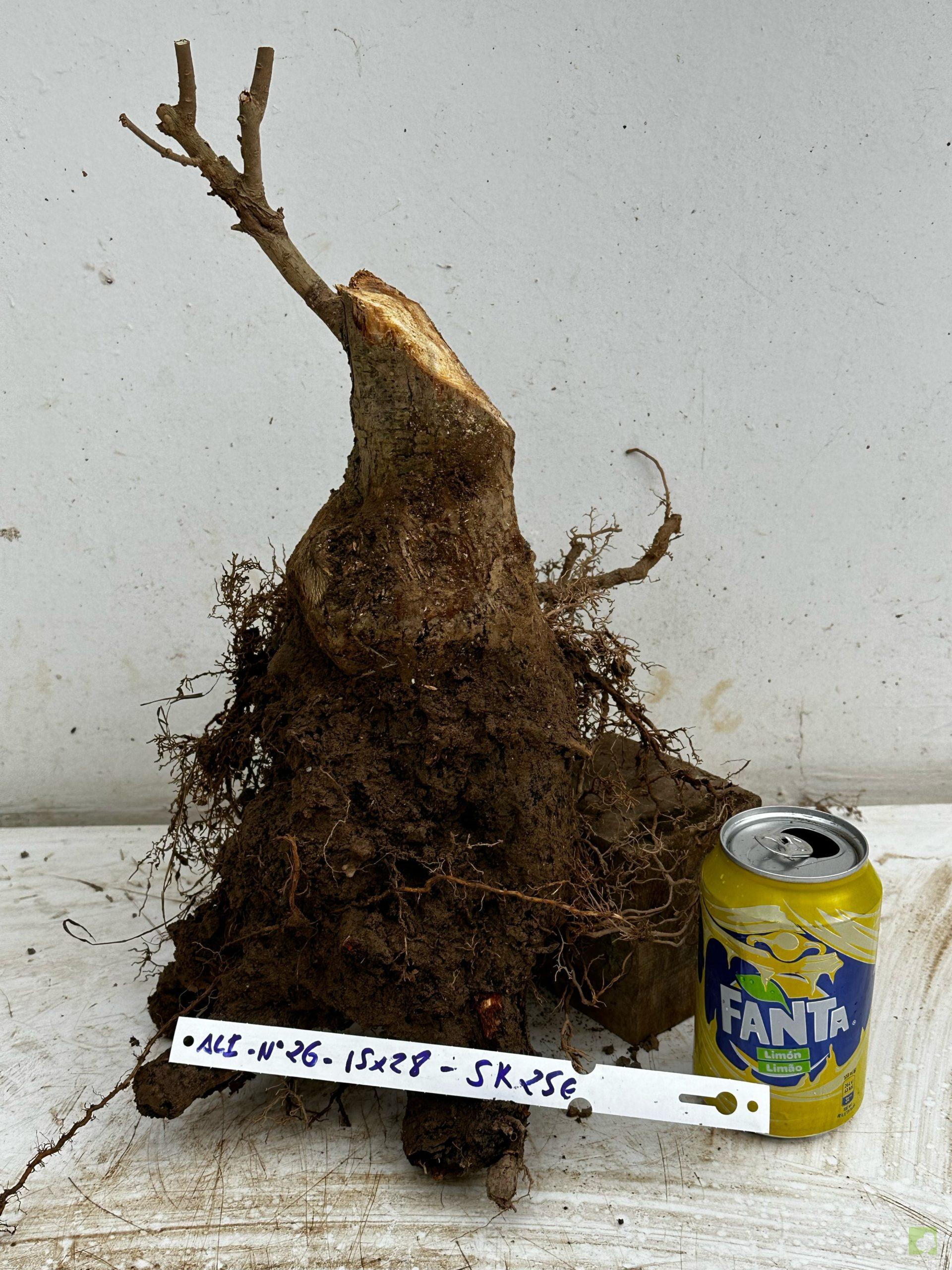 Processed with MOLDIV