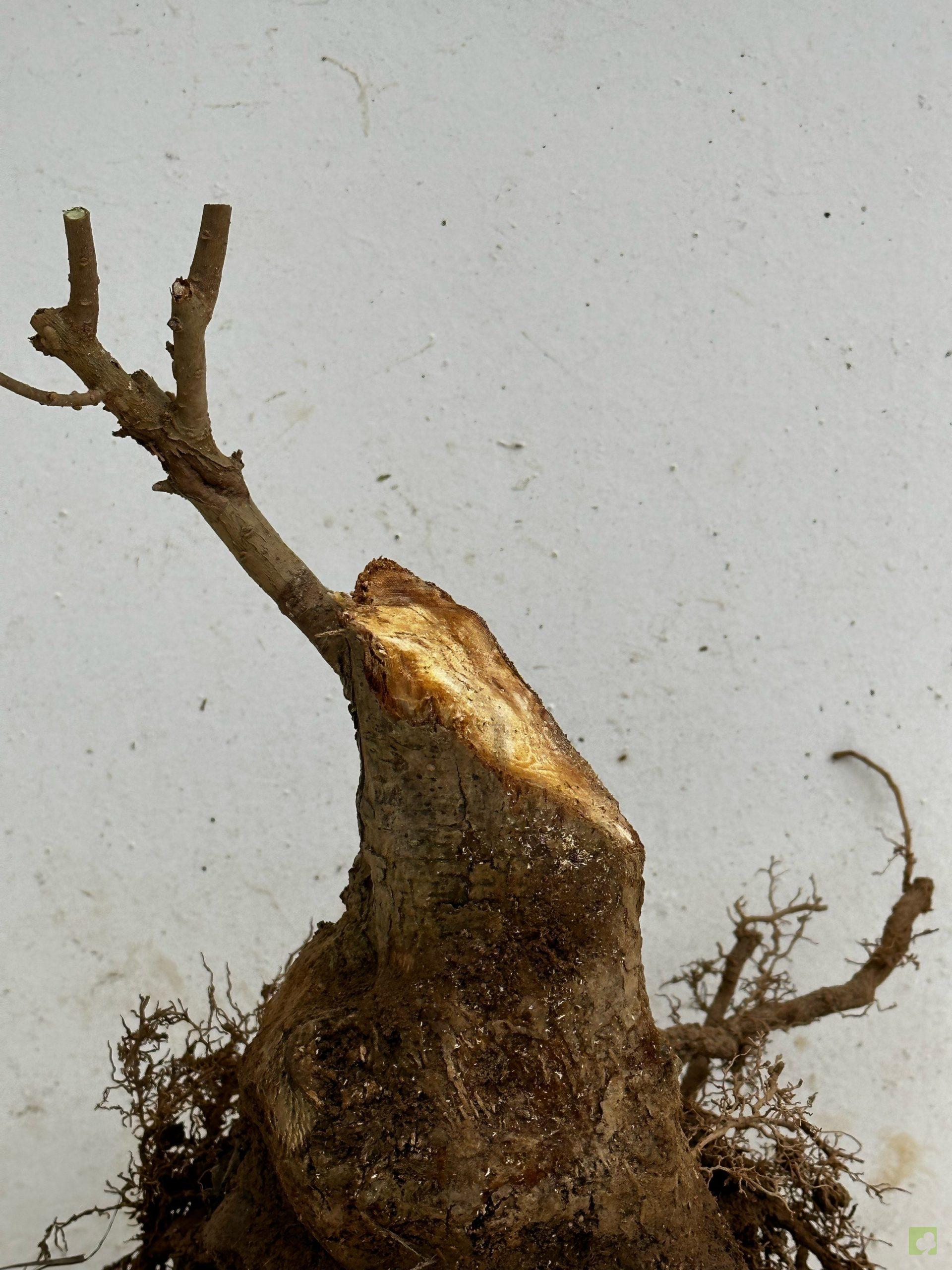 Processed with MOLDIV