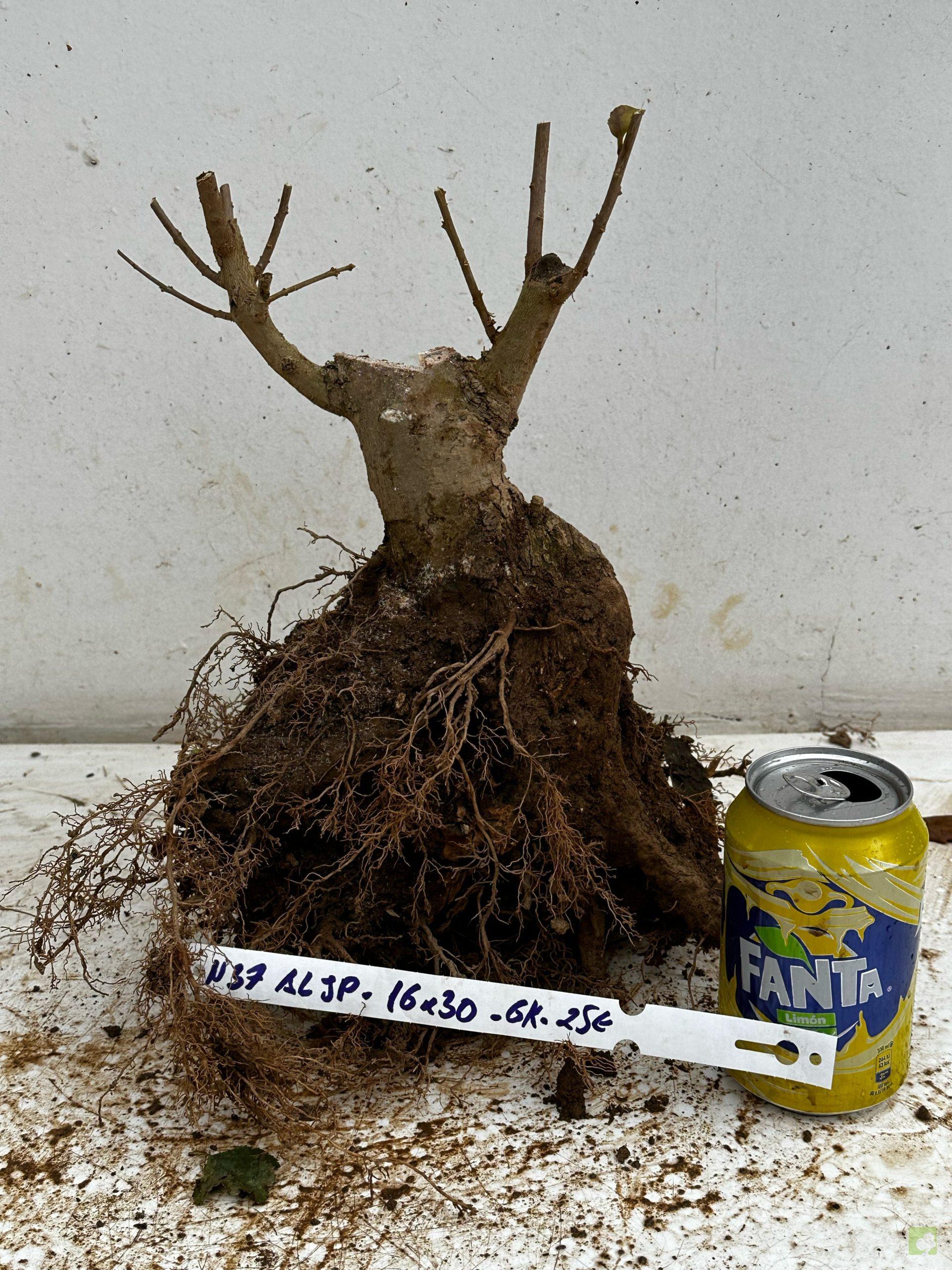 Processed with MOLDIV