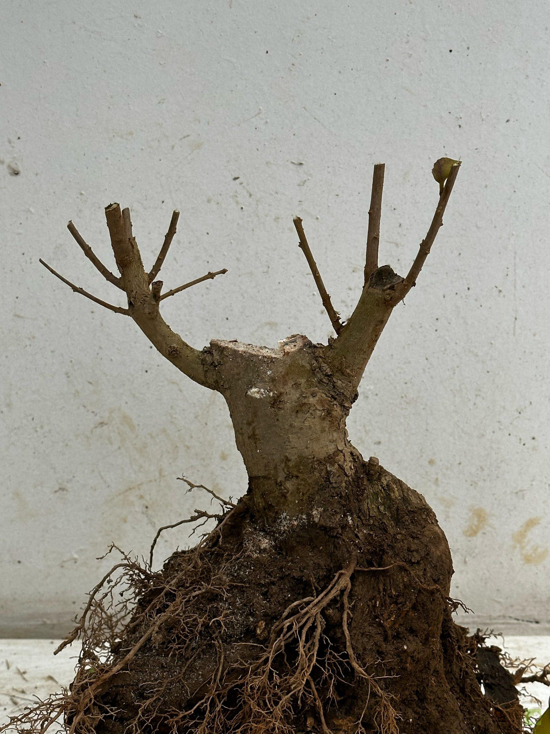 Processed with MOLDIV