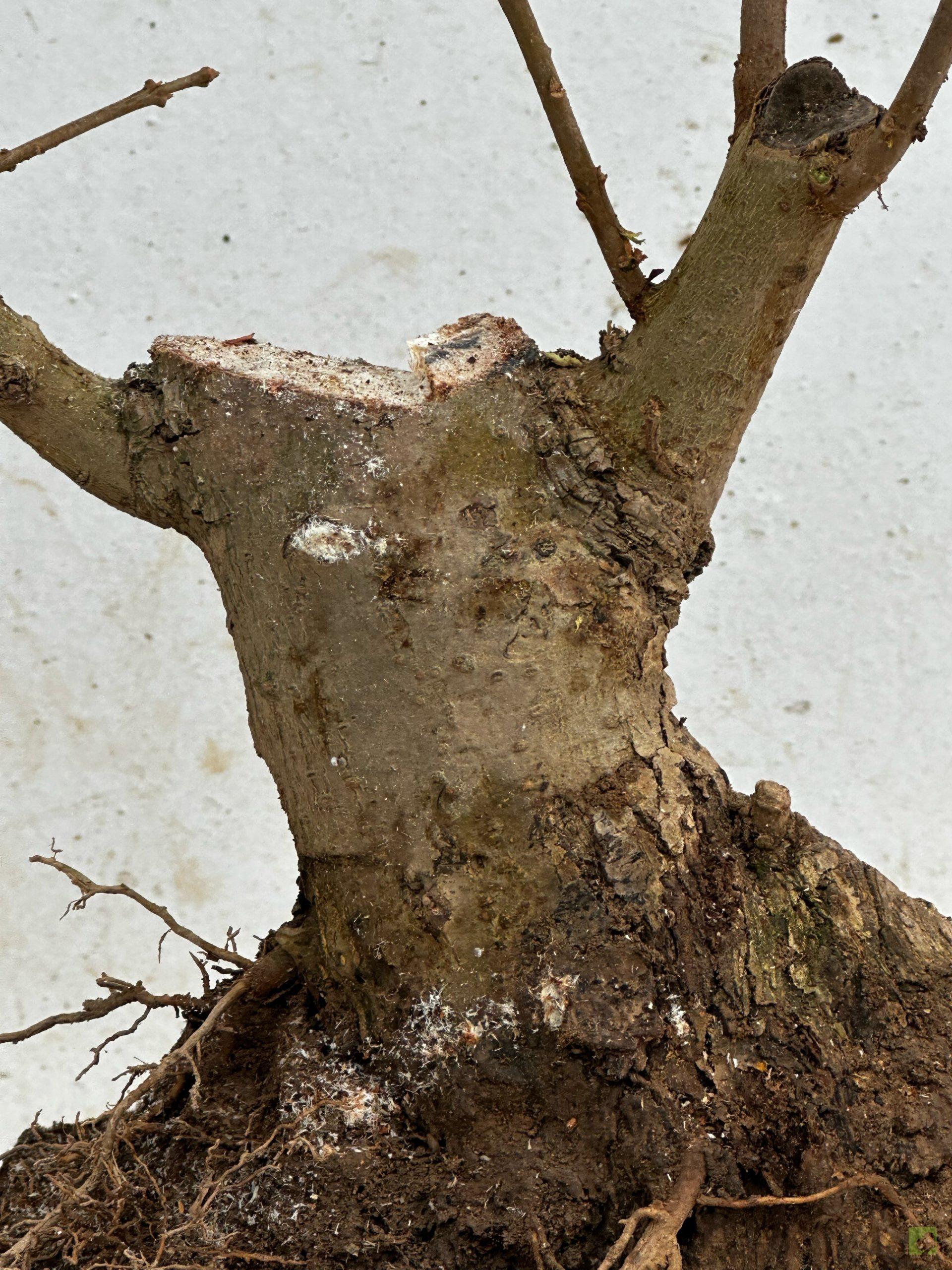 Processed with MOLDIV