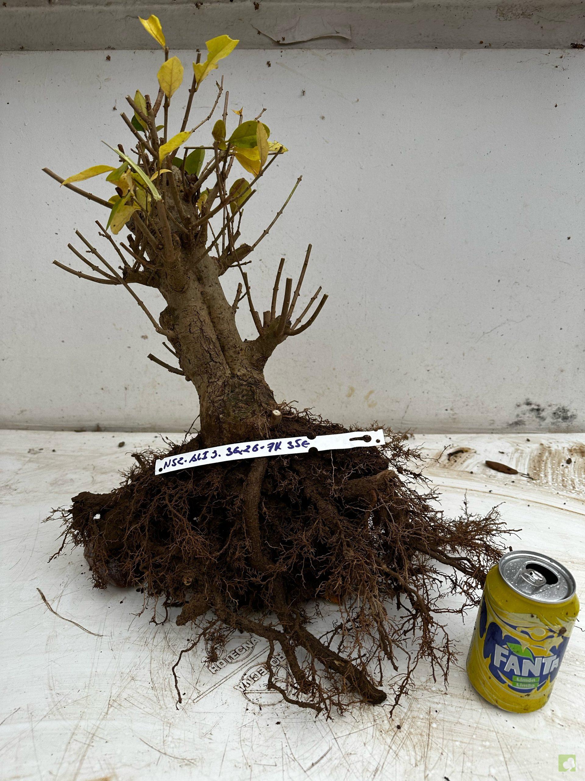 Processed with MOLDIV