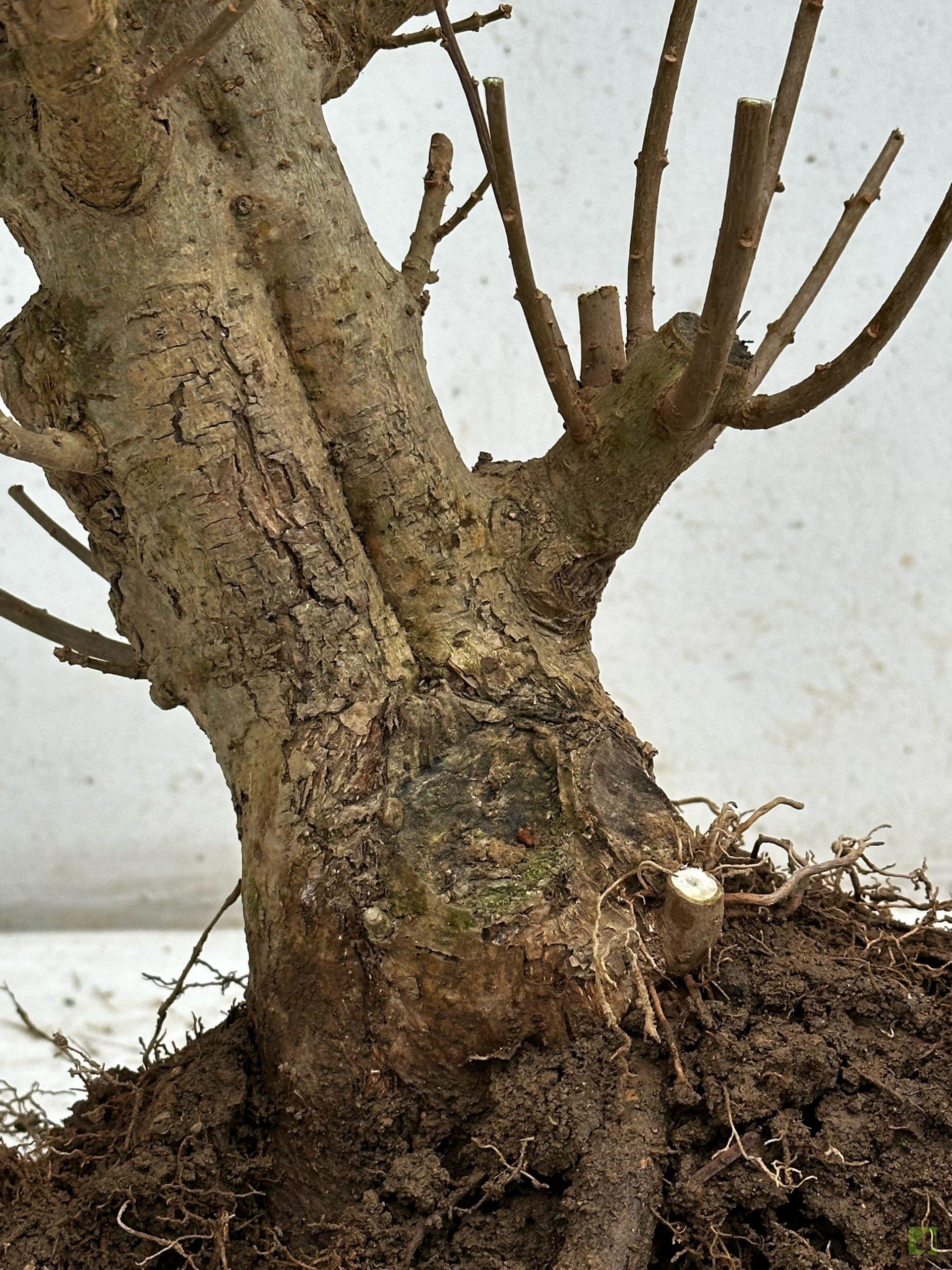 Processed with MOLDIV