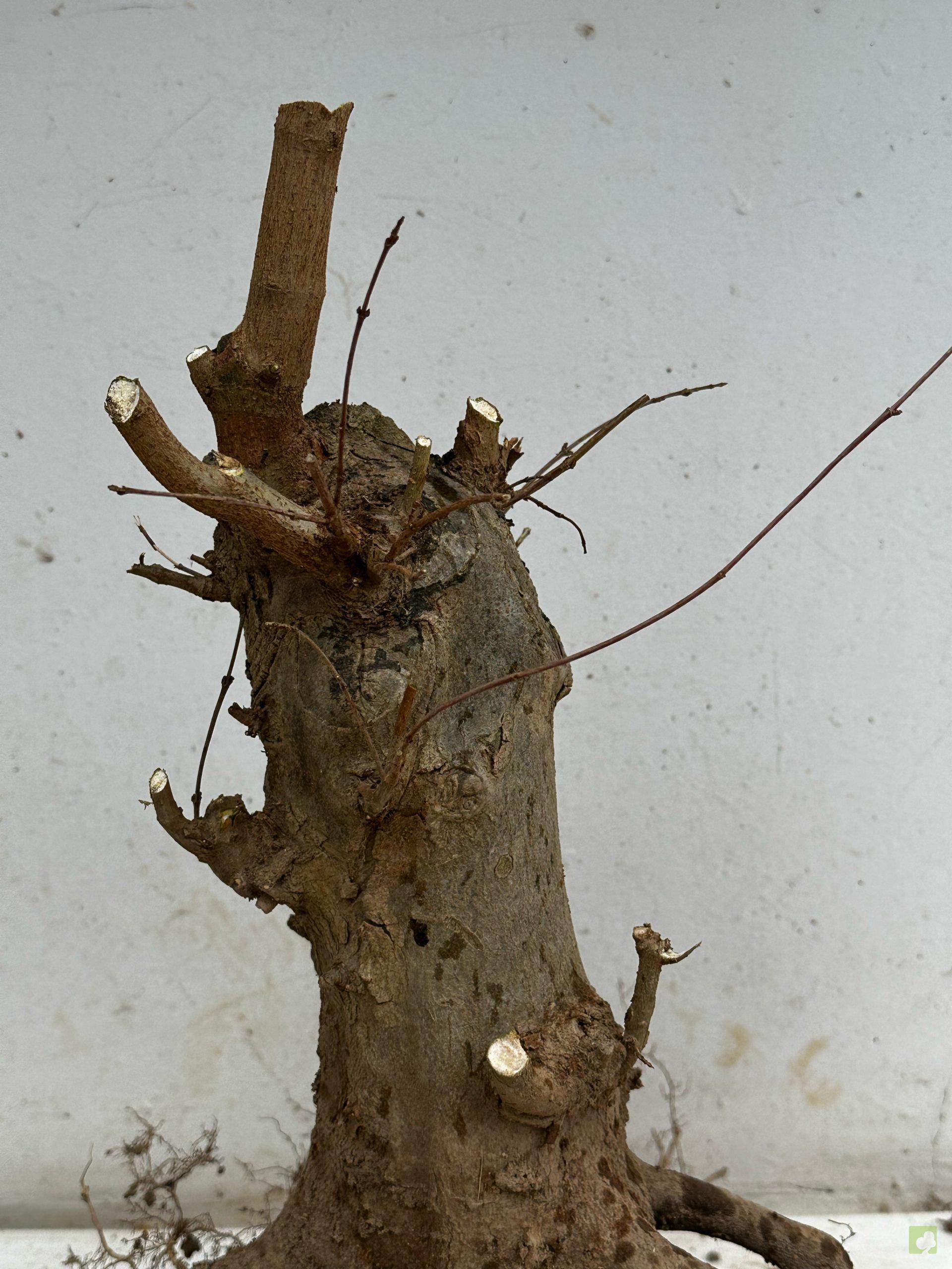 Processed with MOLDIV