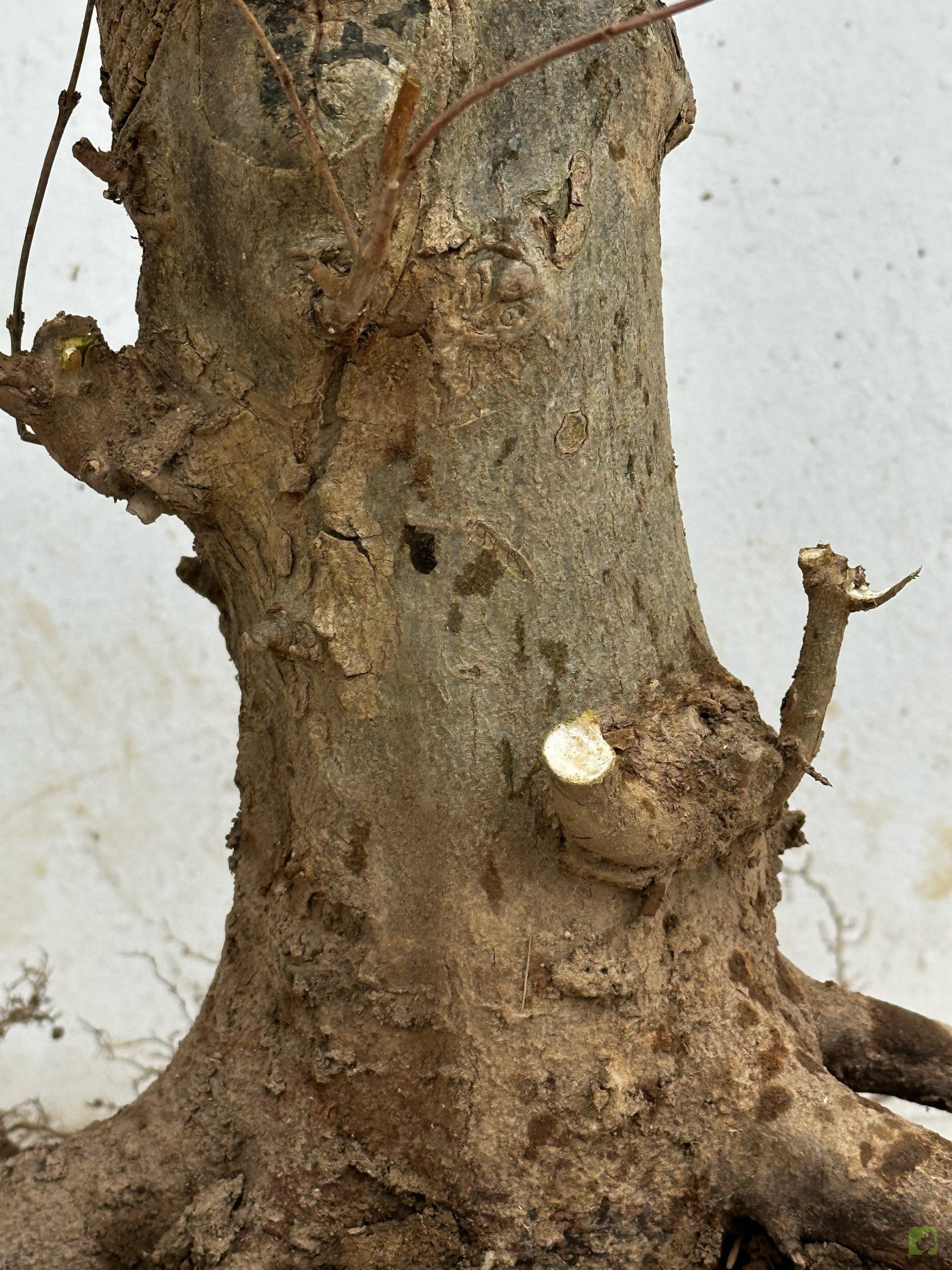 Processed with MOLDIV