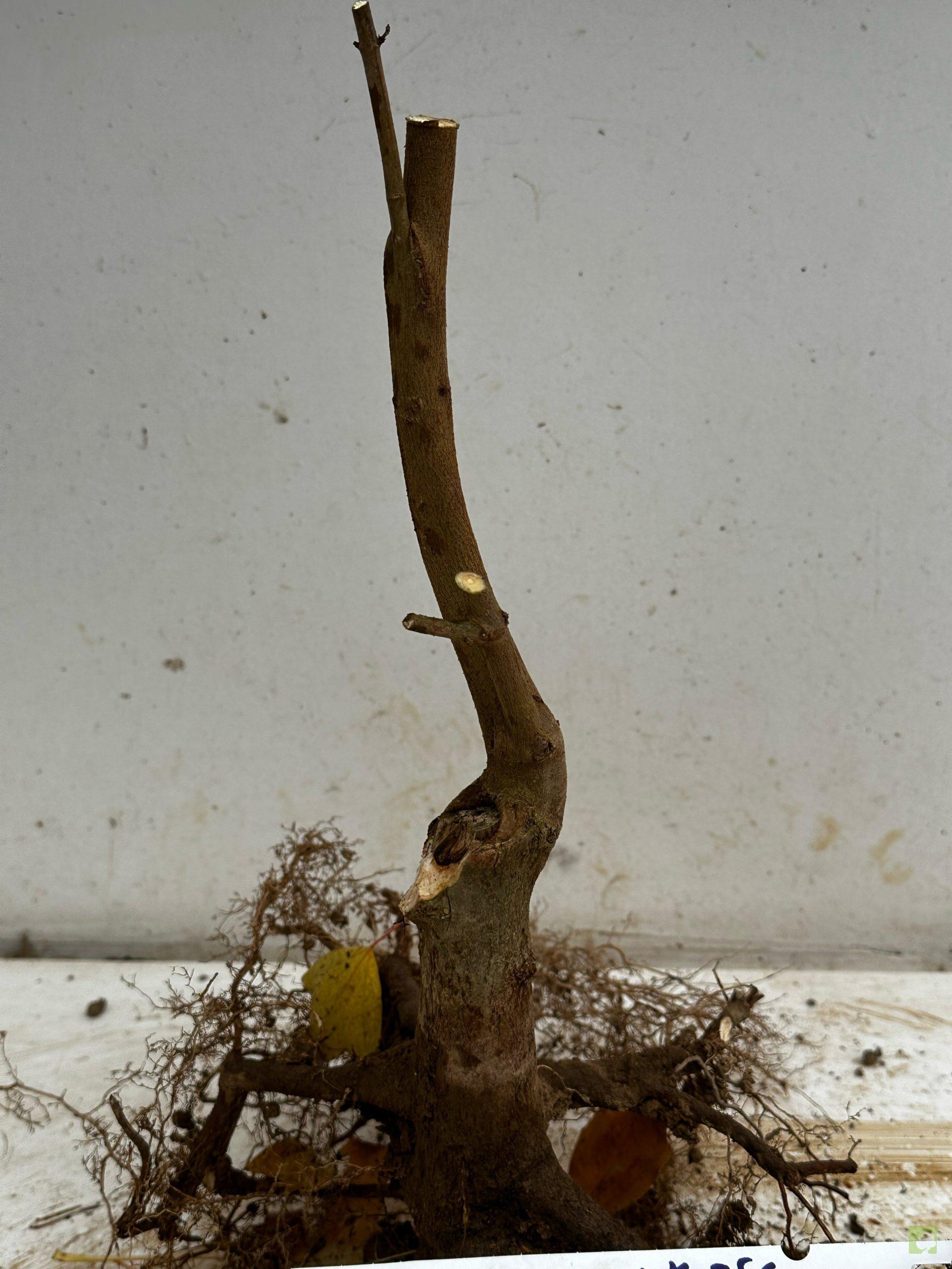 Processed with MOLDIV