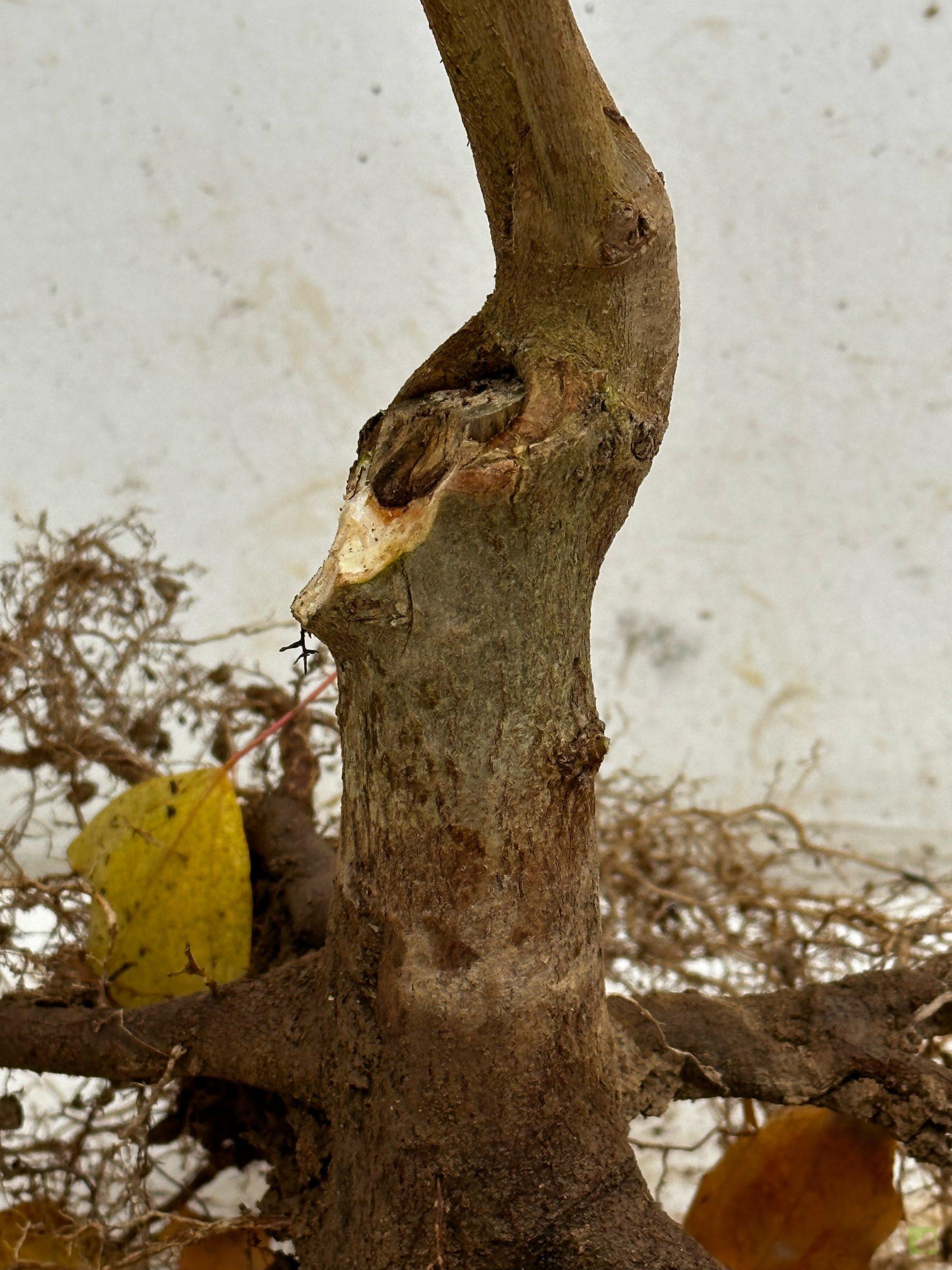 Processed with MOLDIV