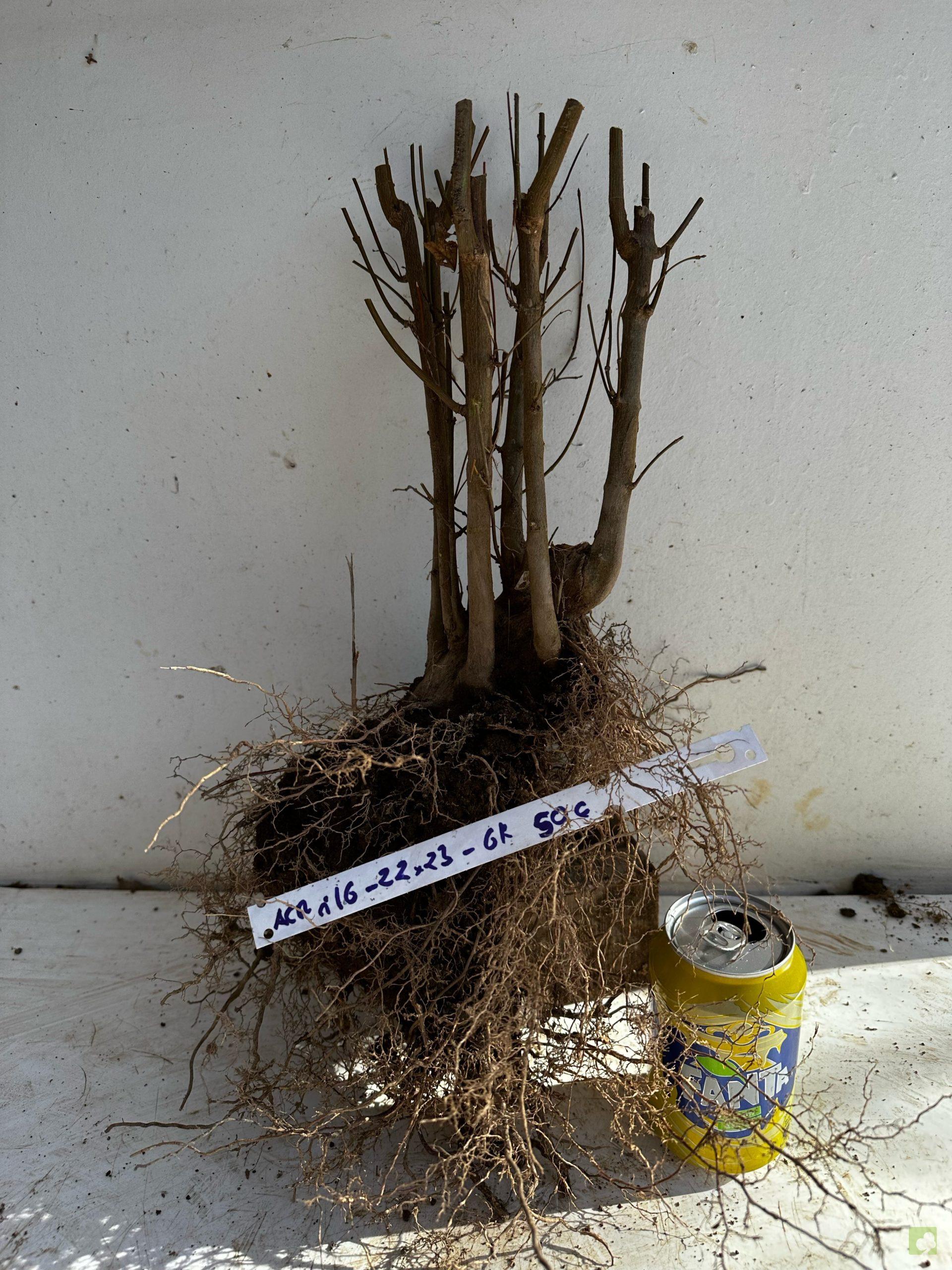 Processed with MOLDIV