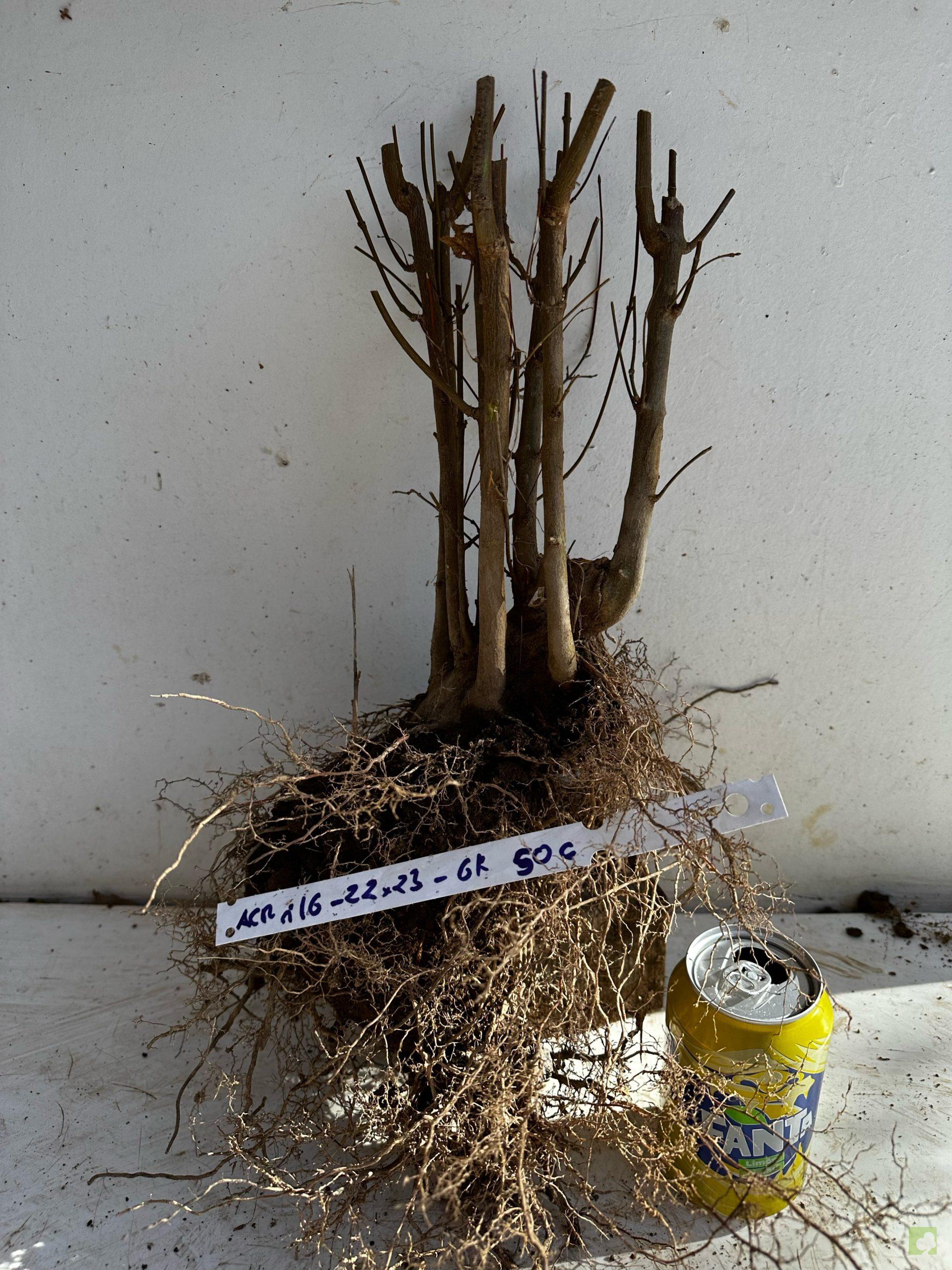 Processed with MOLDIV