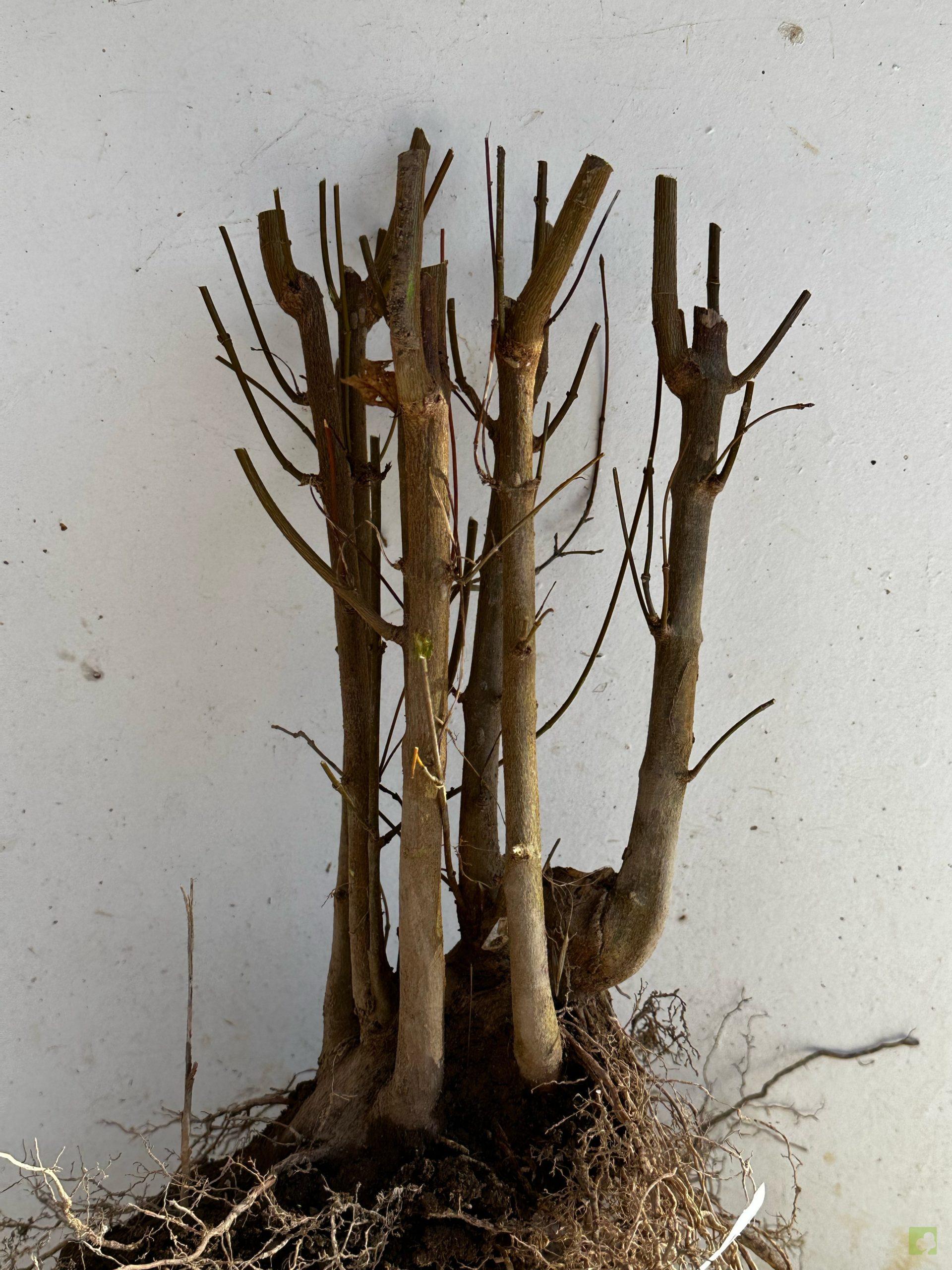 Processed with MOLDIV