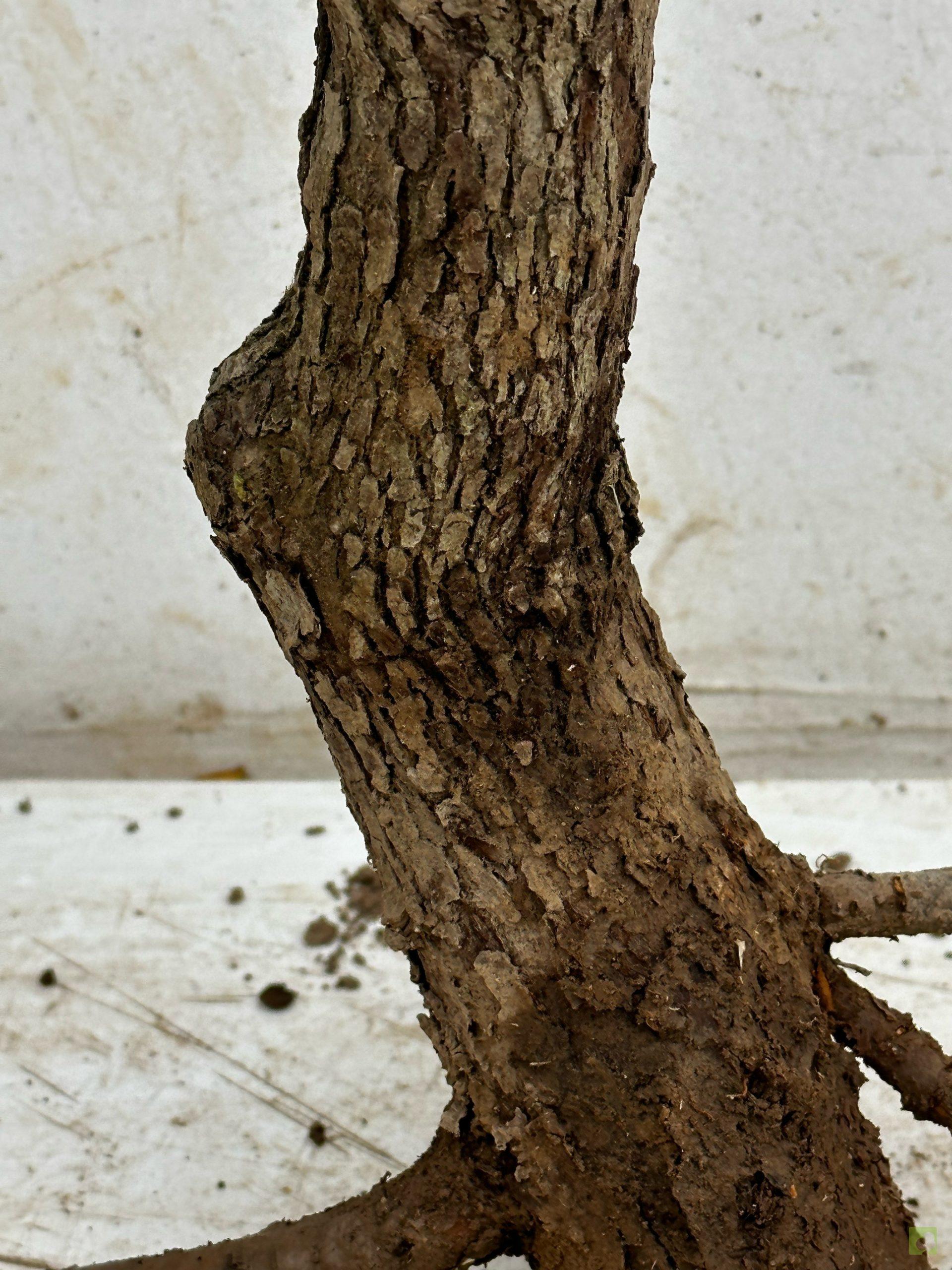 Processed with MOLDIV