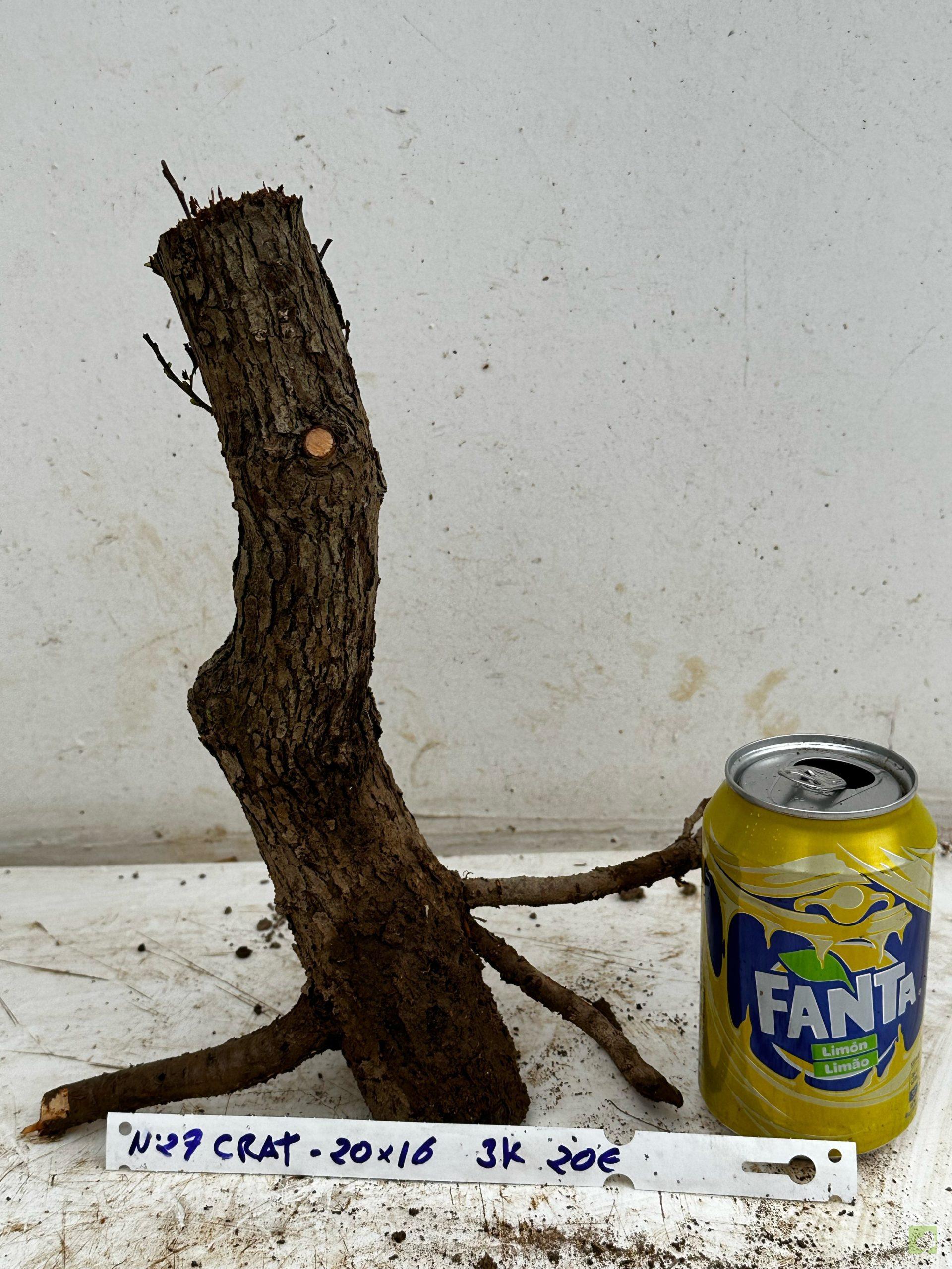 Processed with MOLDIV