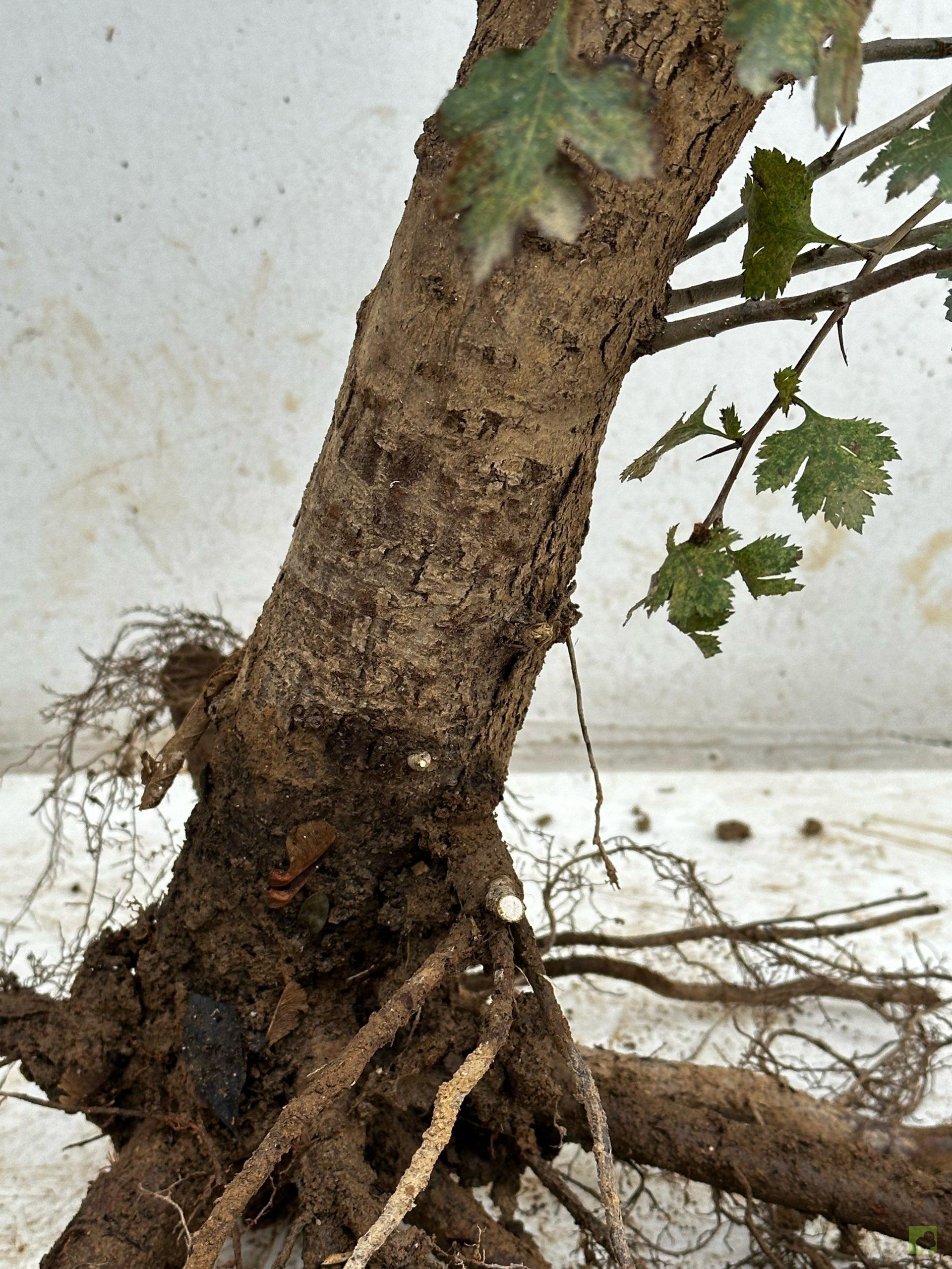 Processed with MOLDIV