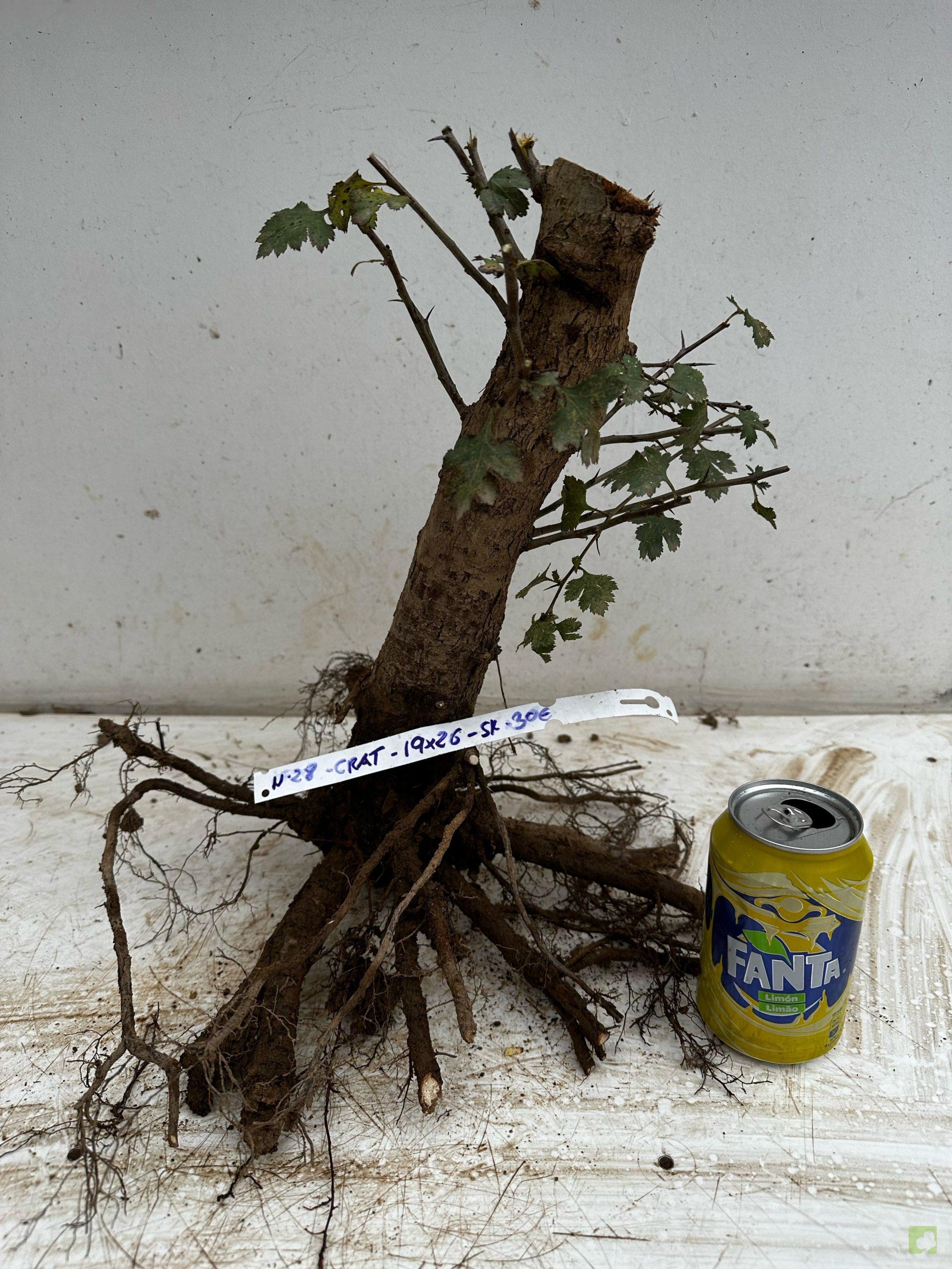 Processed with MOLDIV