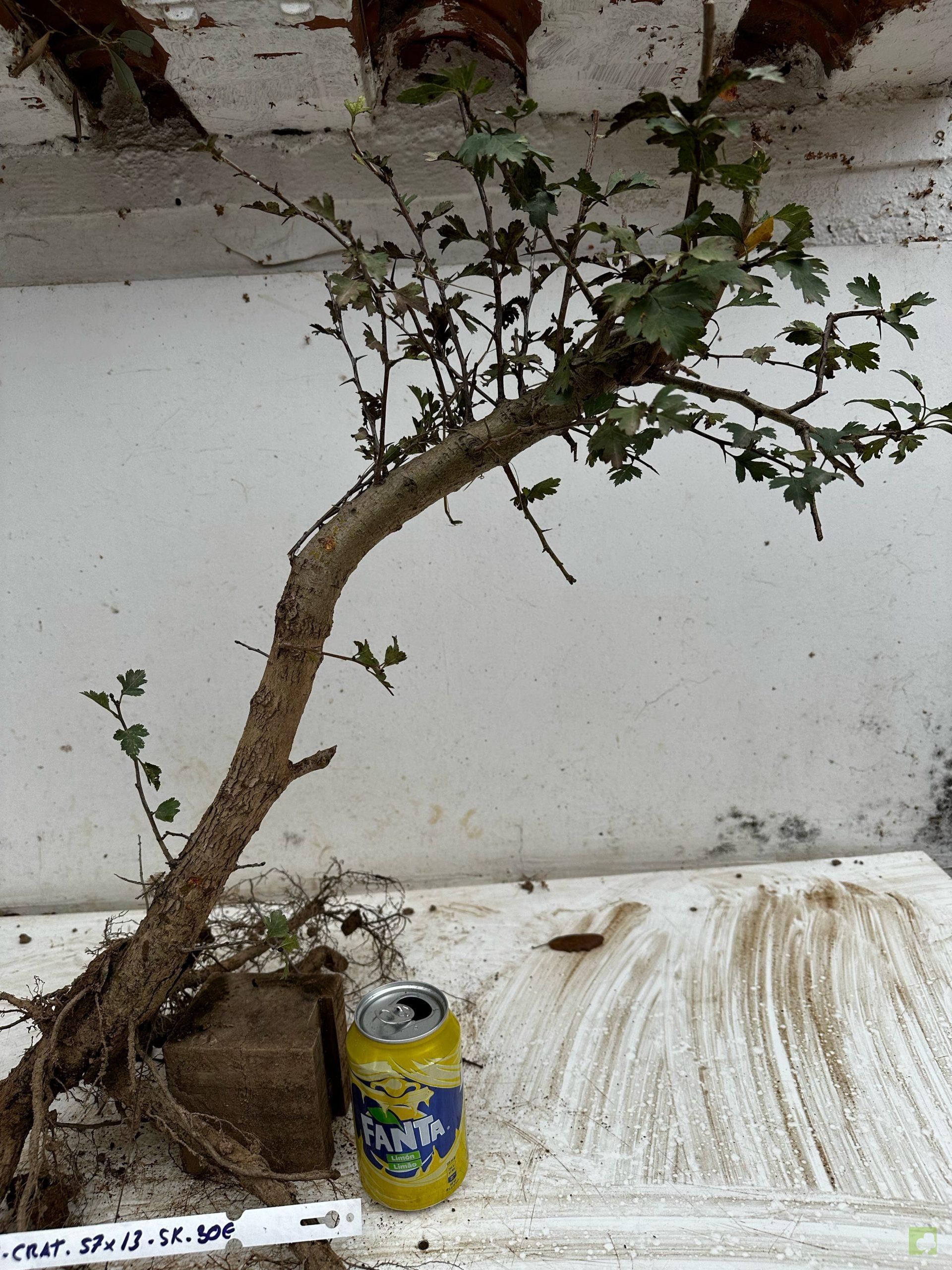 Processed with MOLDIV