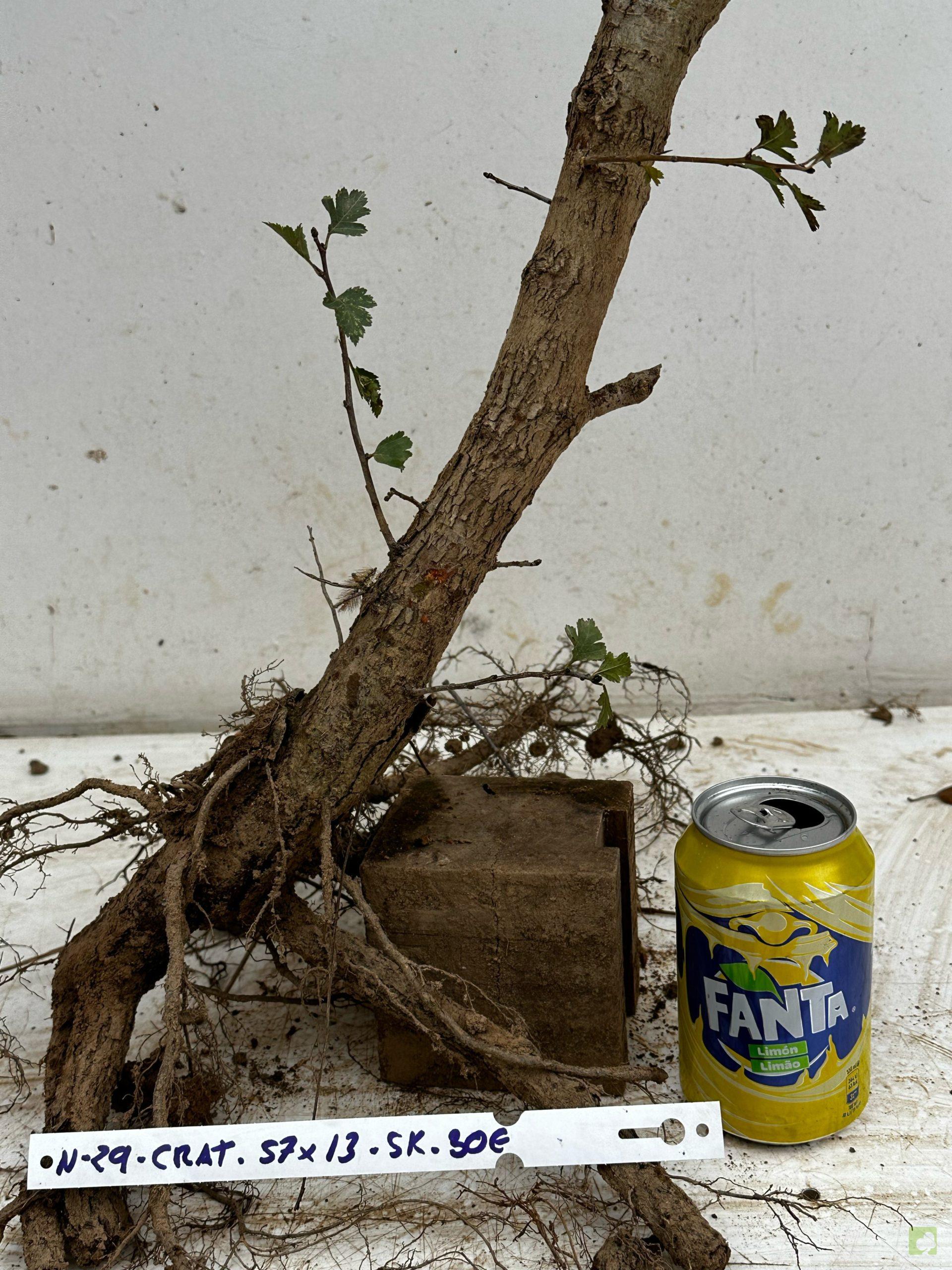 Processed with MOLDIV