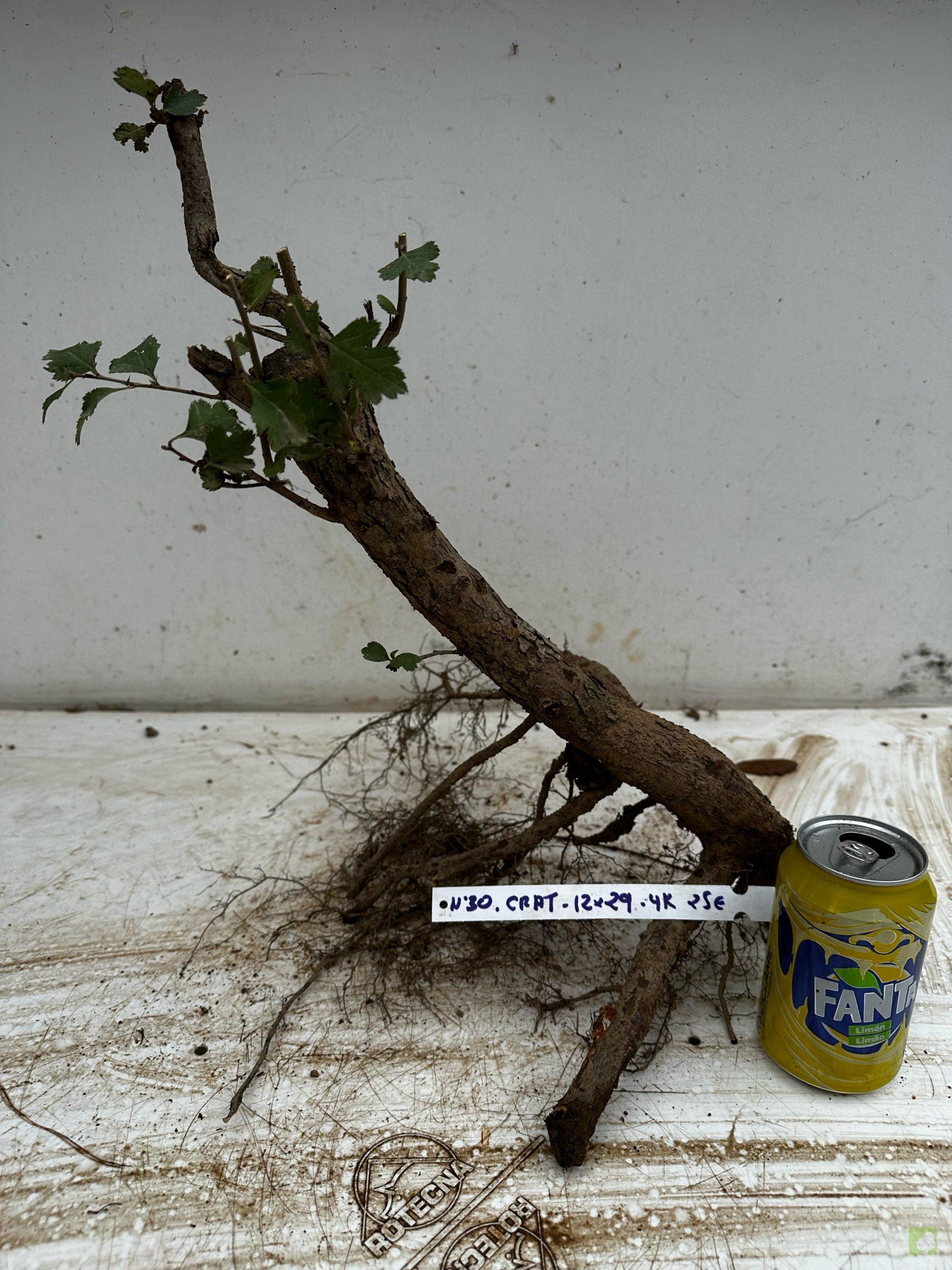 Processed with MOLDIV