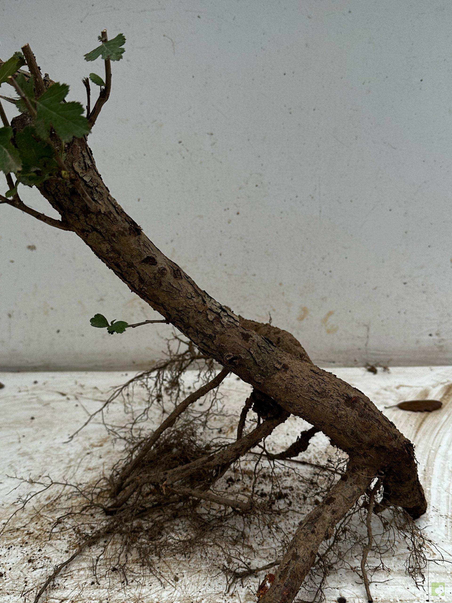 Processed with MOLDIV