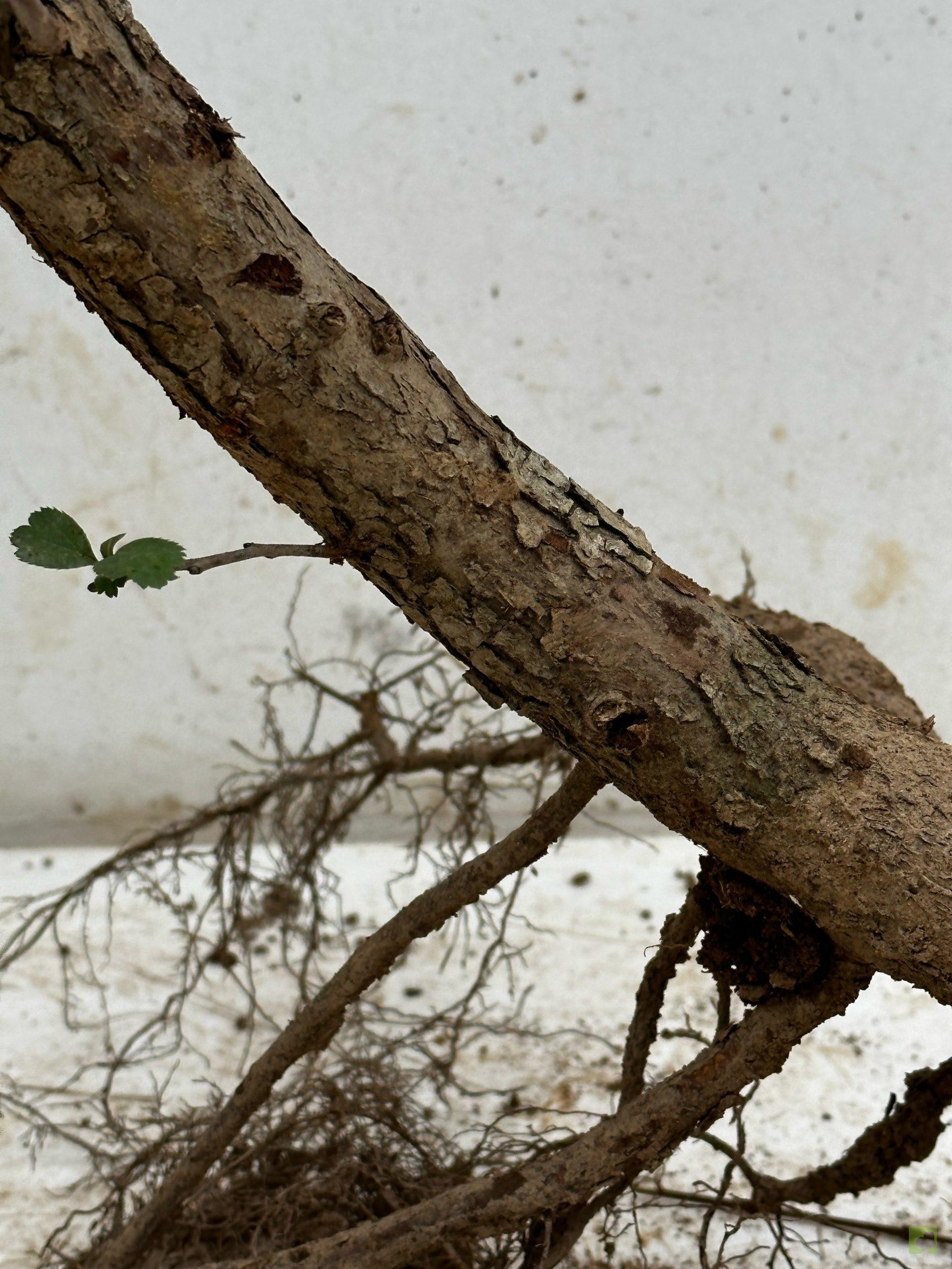 Processed with MOLDIV