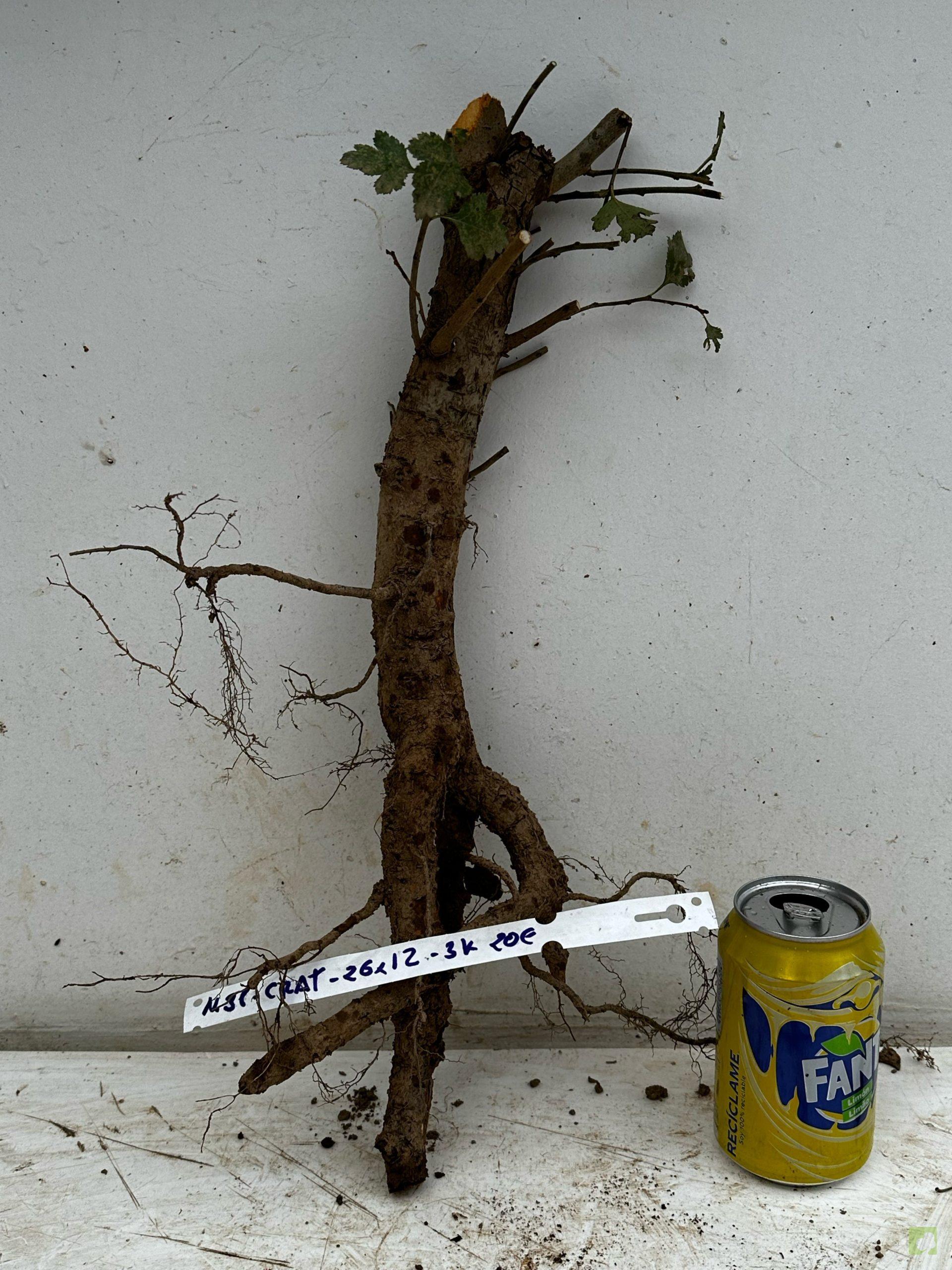 Processed with MOLDIV