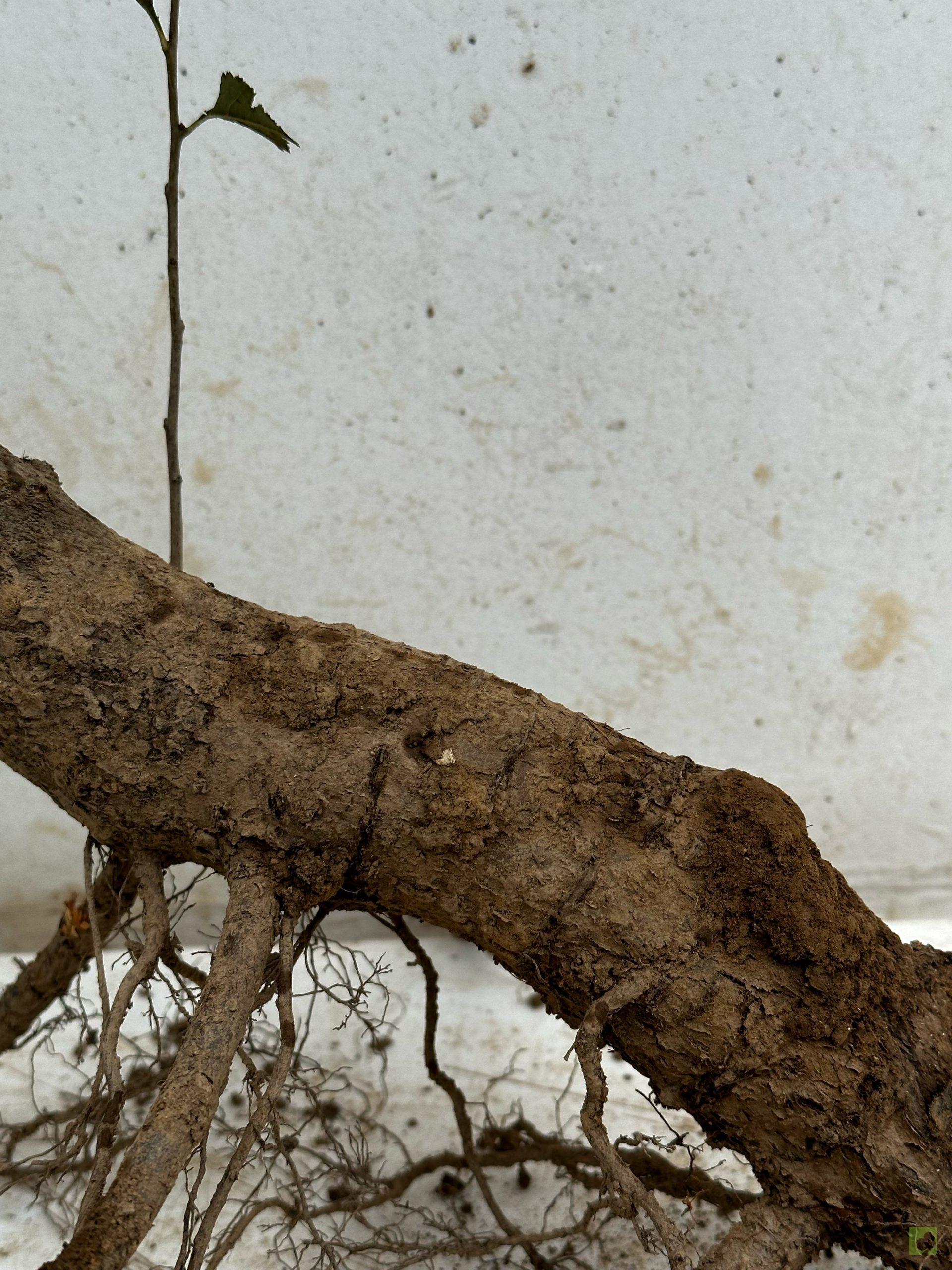 Processed with MOLDIV