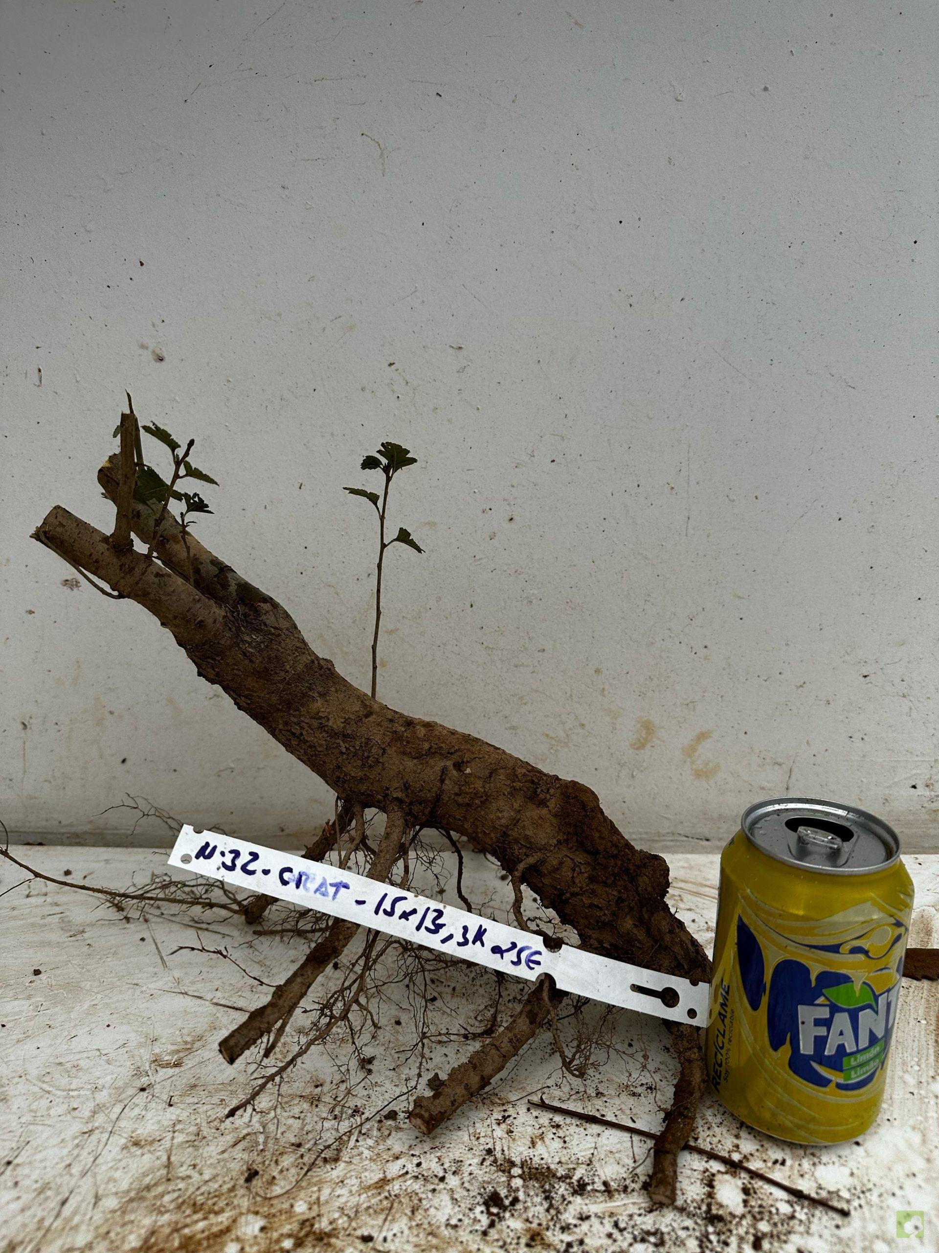 Processed with MOLDIV