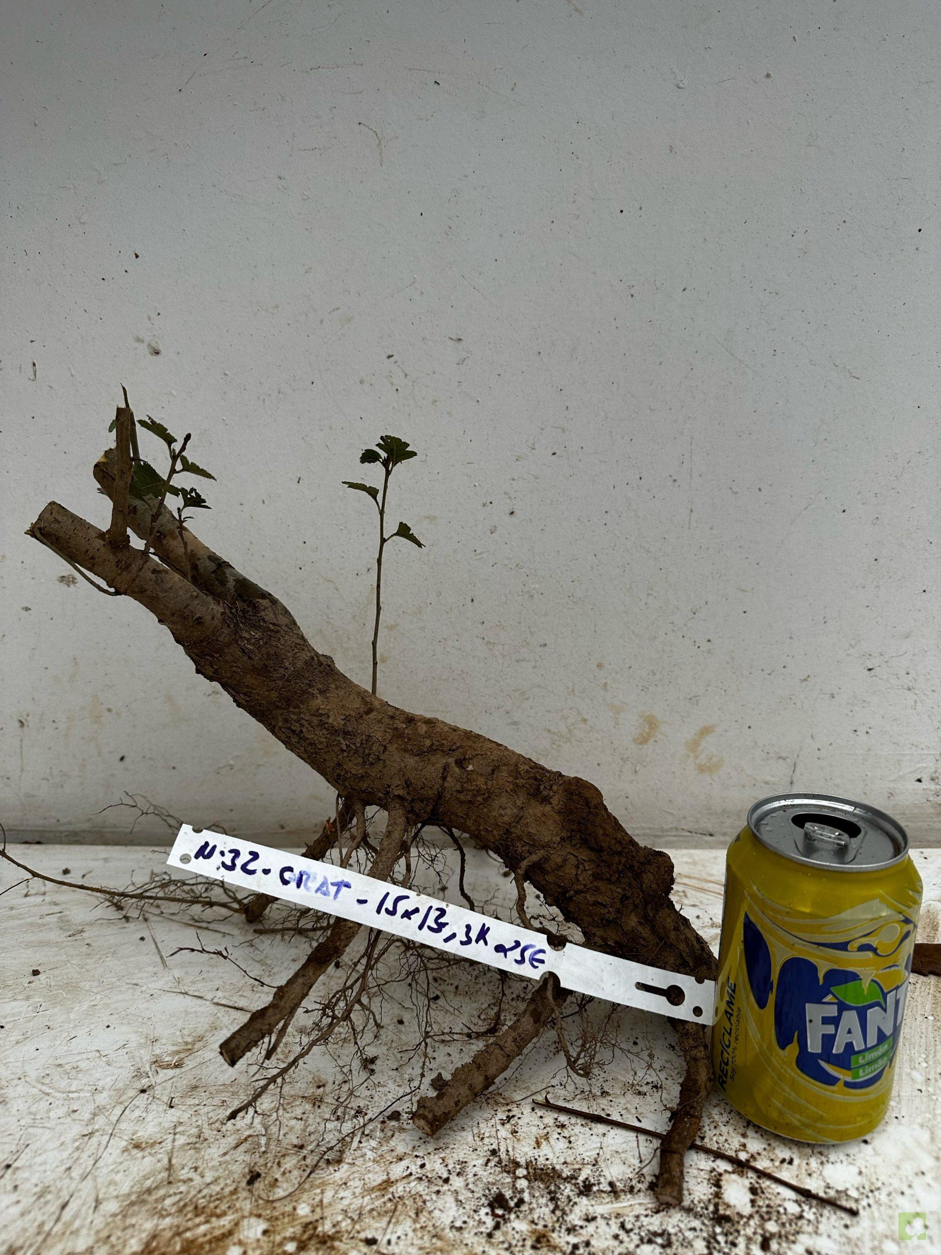 Processed with MOLDIV