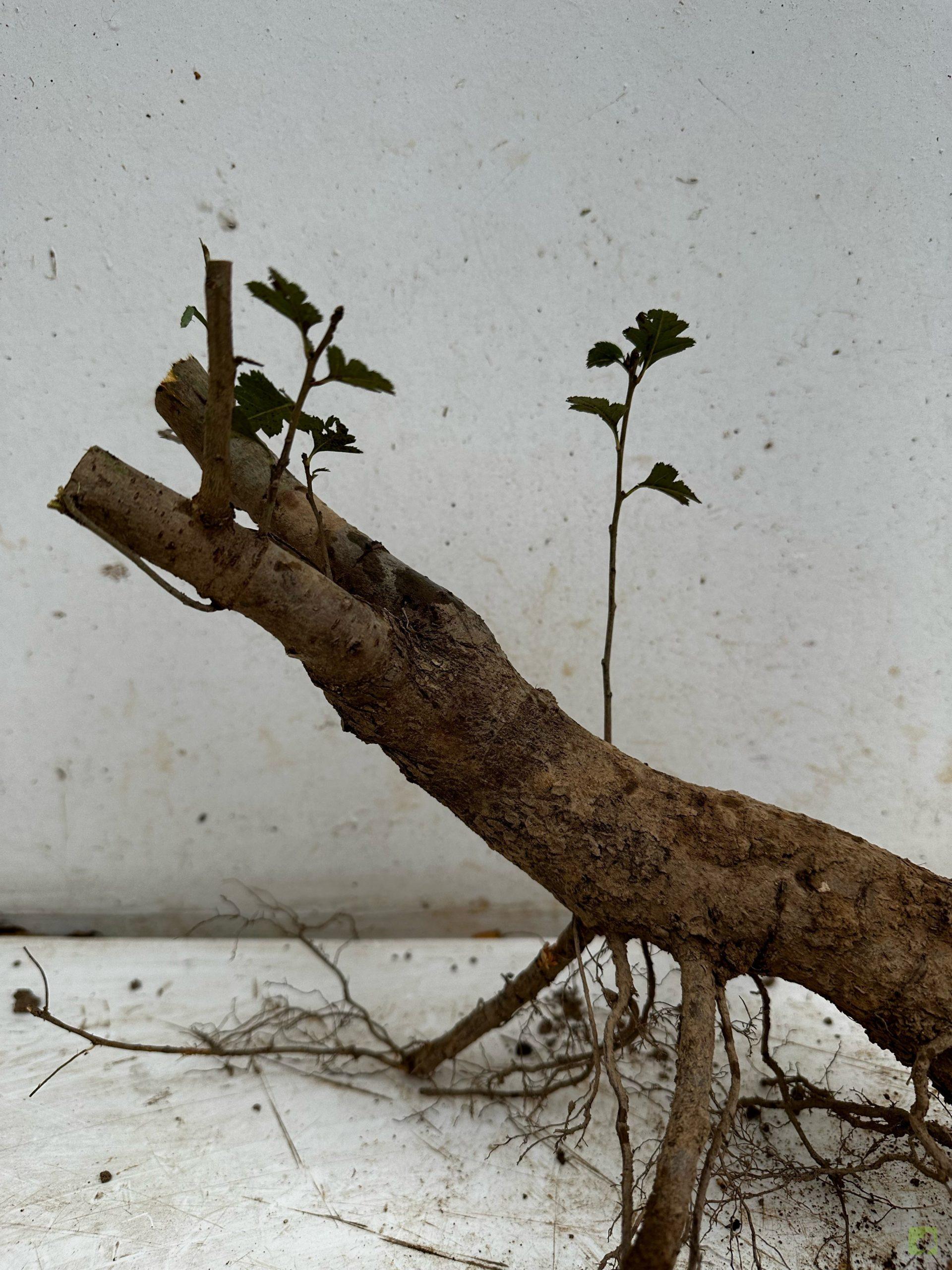 Processed with MOLDIV