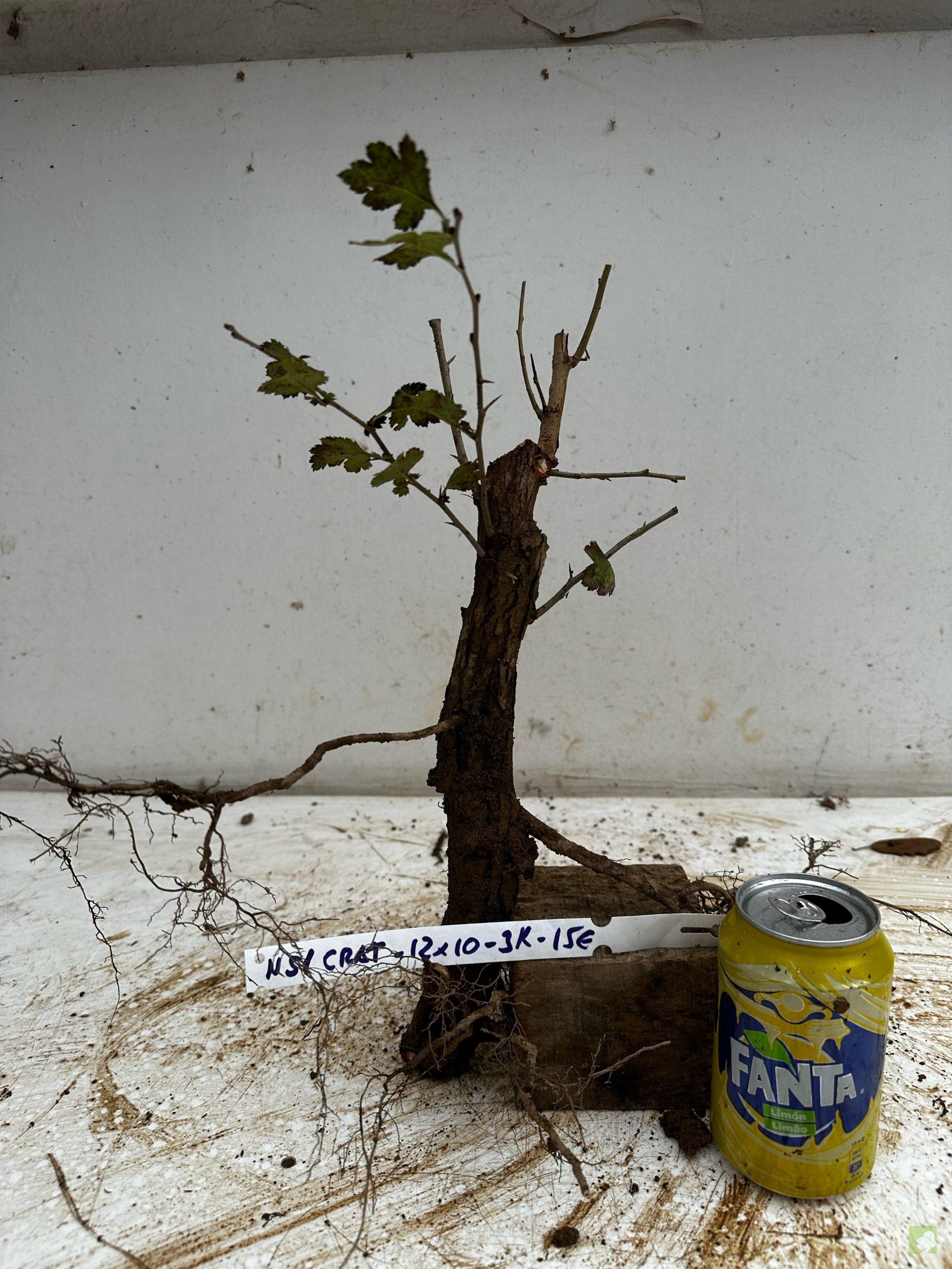 Processed with MOLDIV