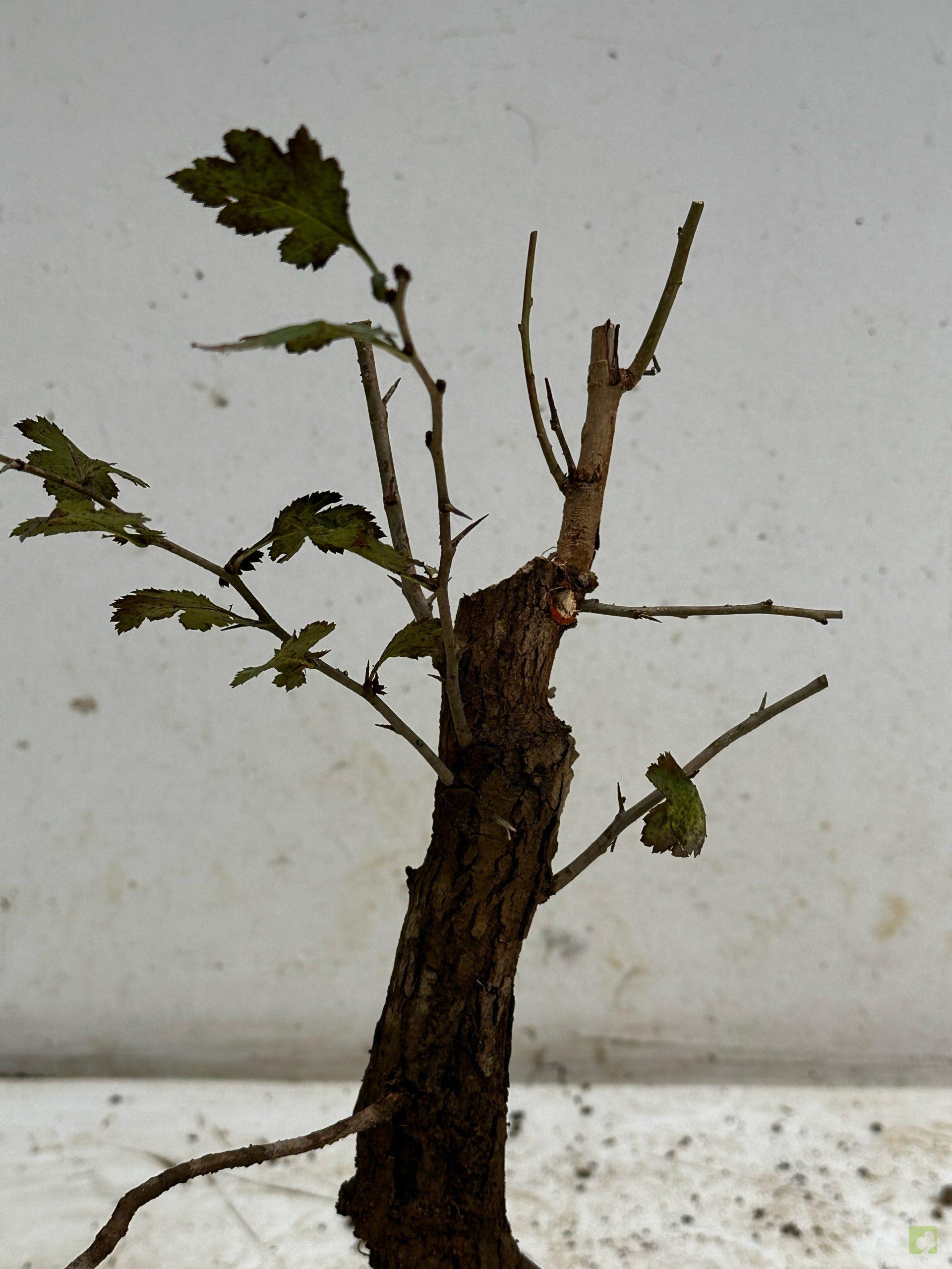 Processed with MOLDIV