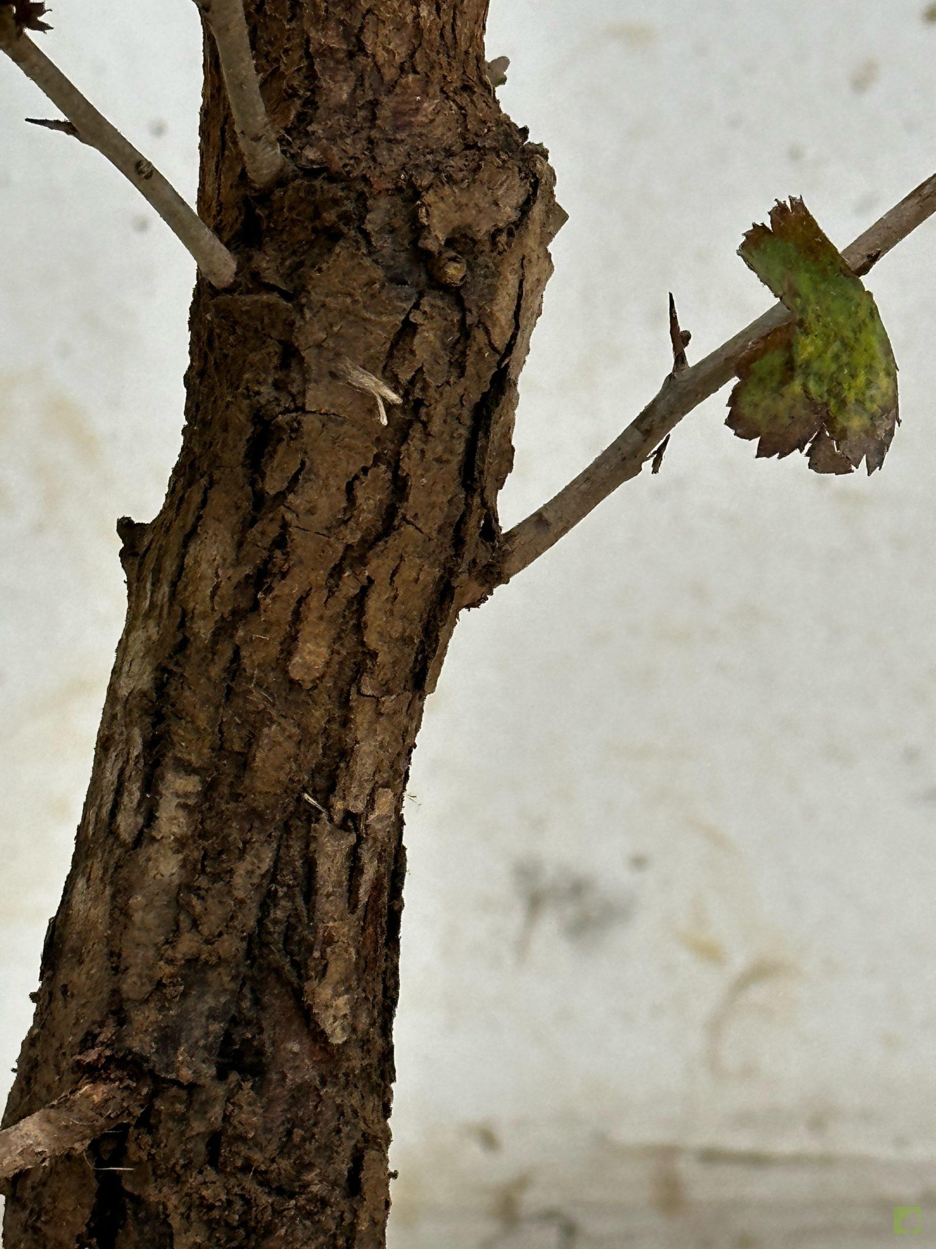 Processed with MOLDIV