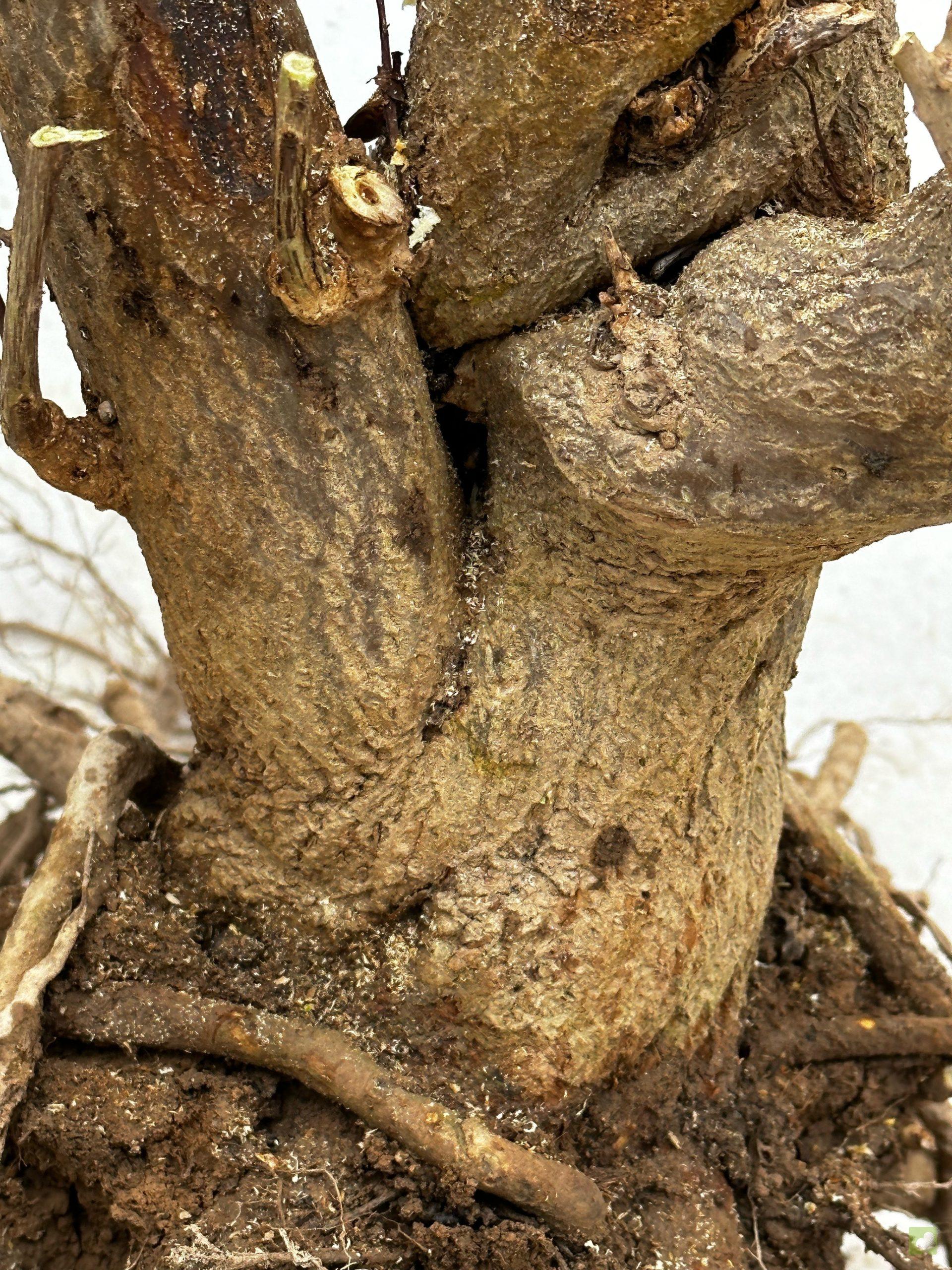 Processed with MOLDIV