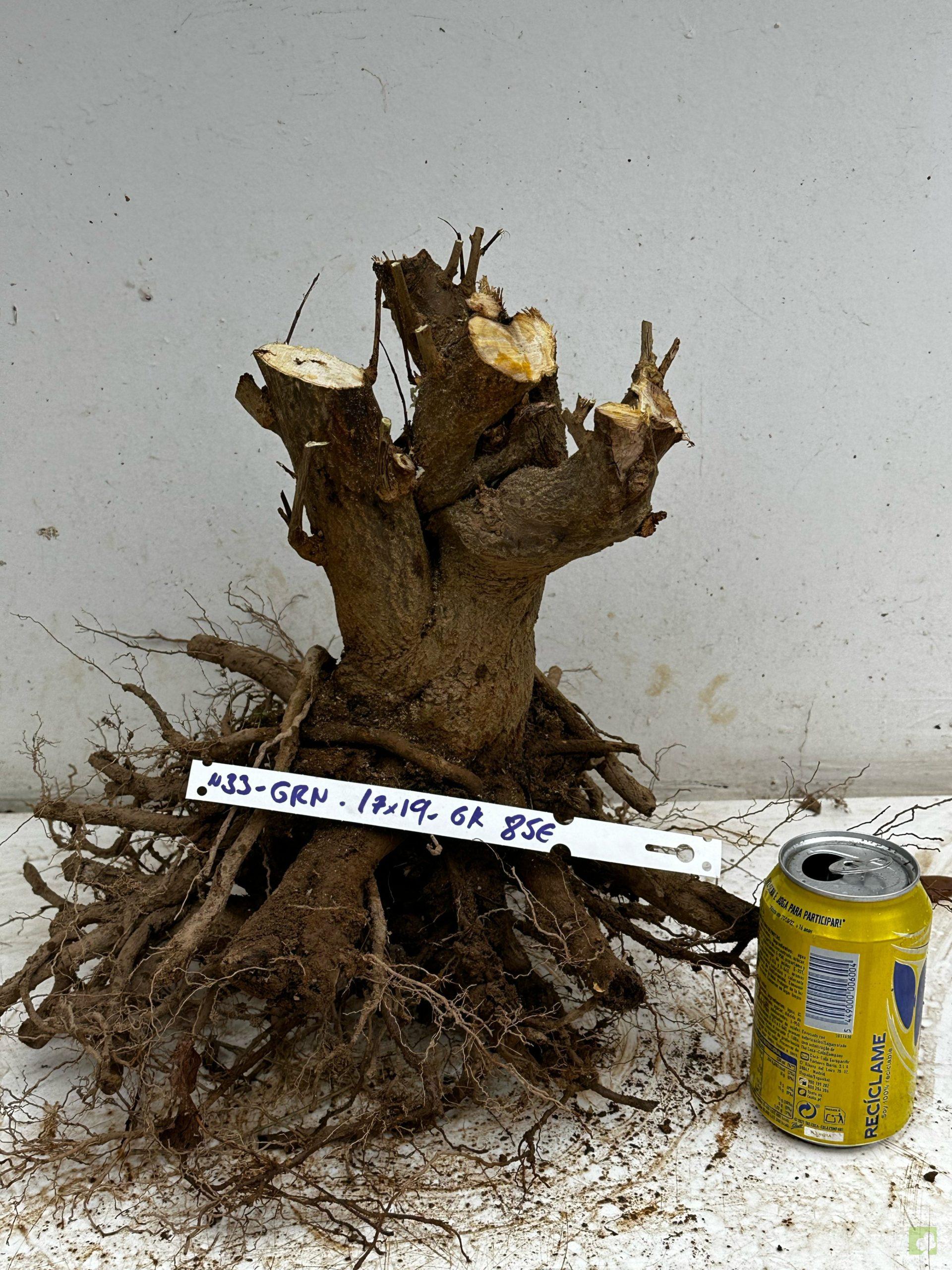 Processed with MOLDIV