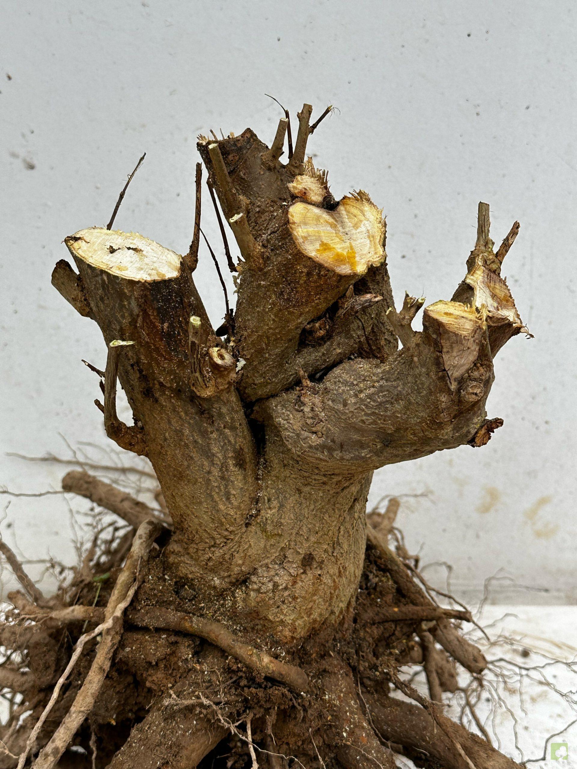 Processed with MOLDIV