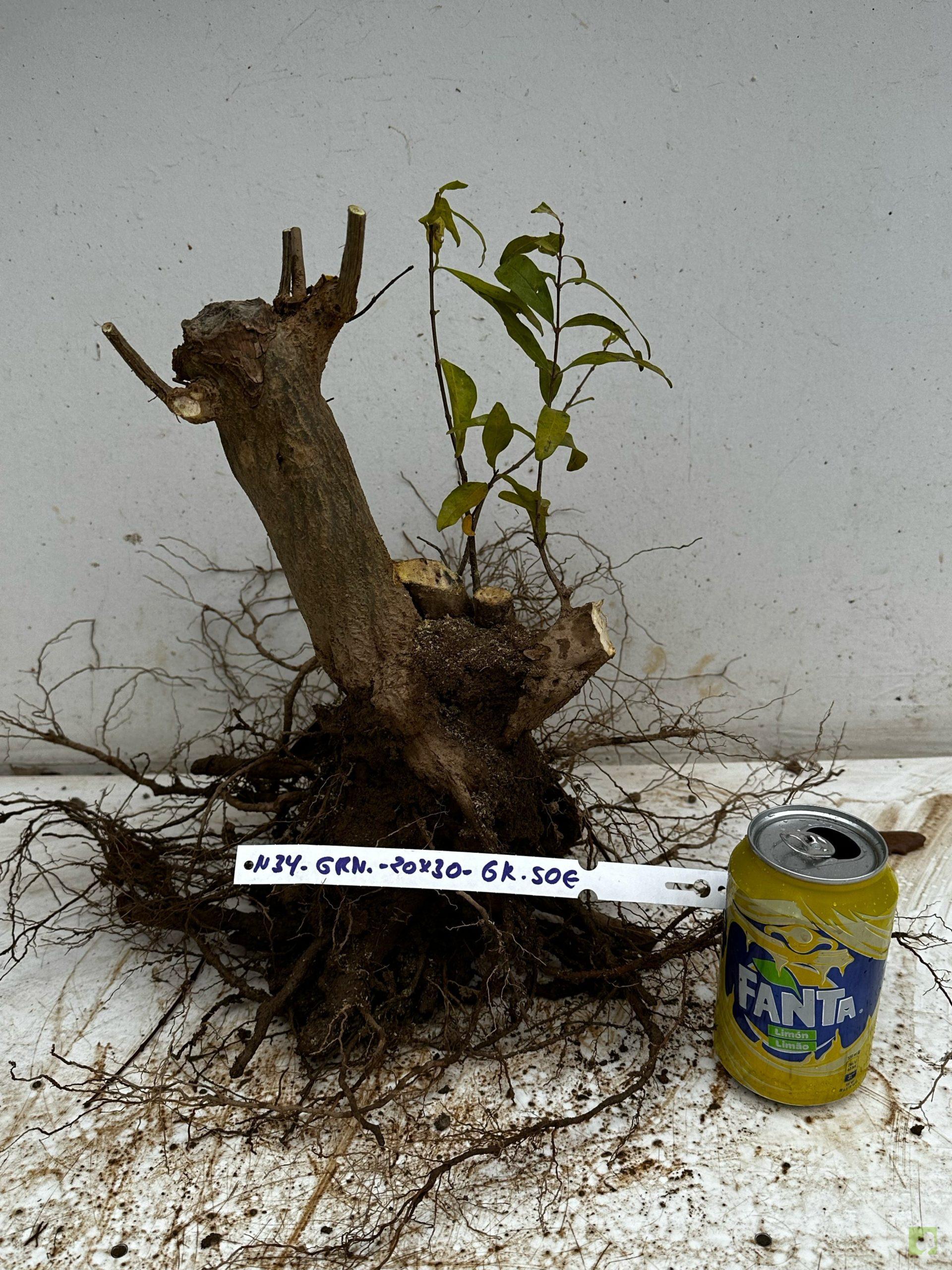 Processed with MOLDIV