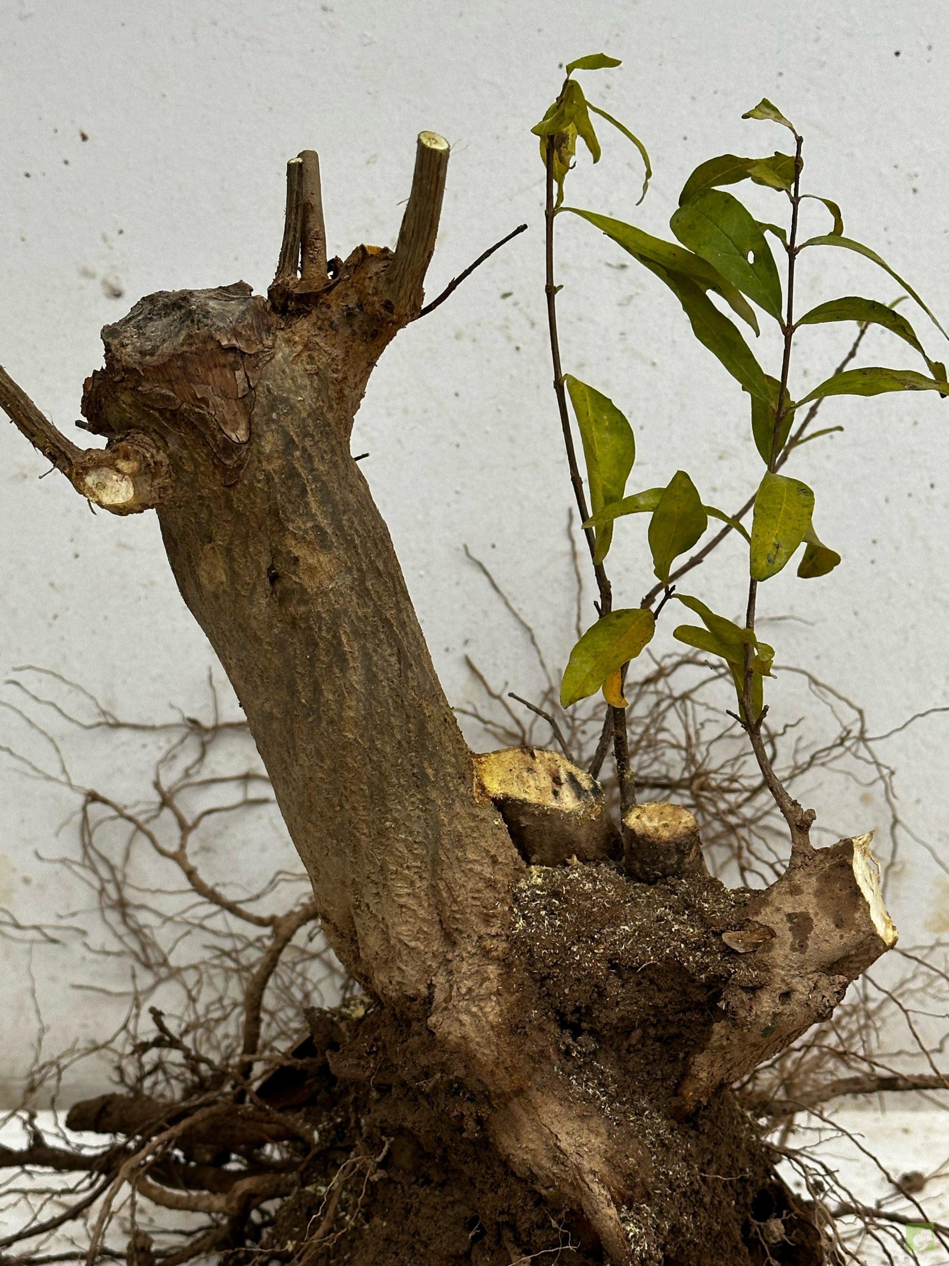 Processed with MOLDIV