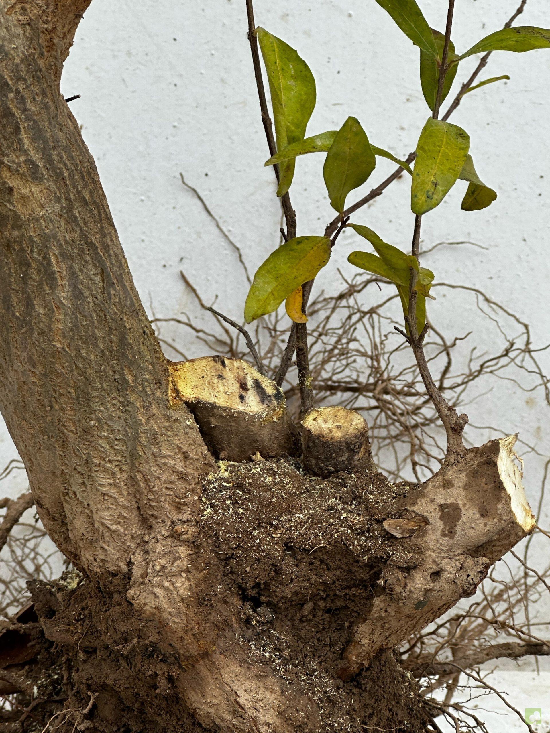 Processed with MOLDIV