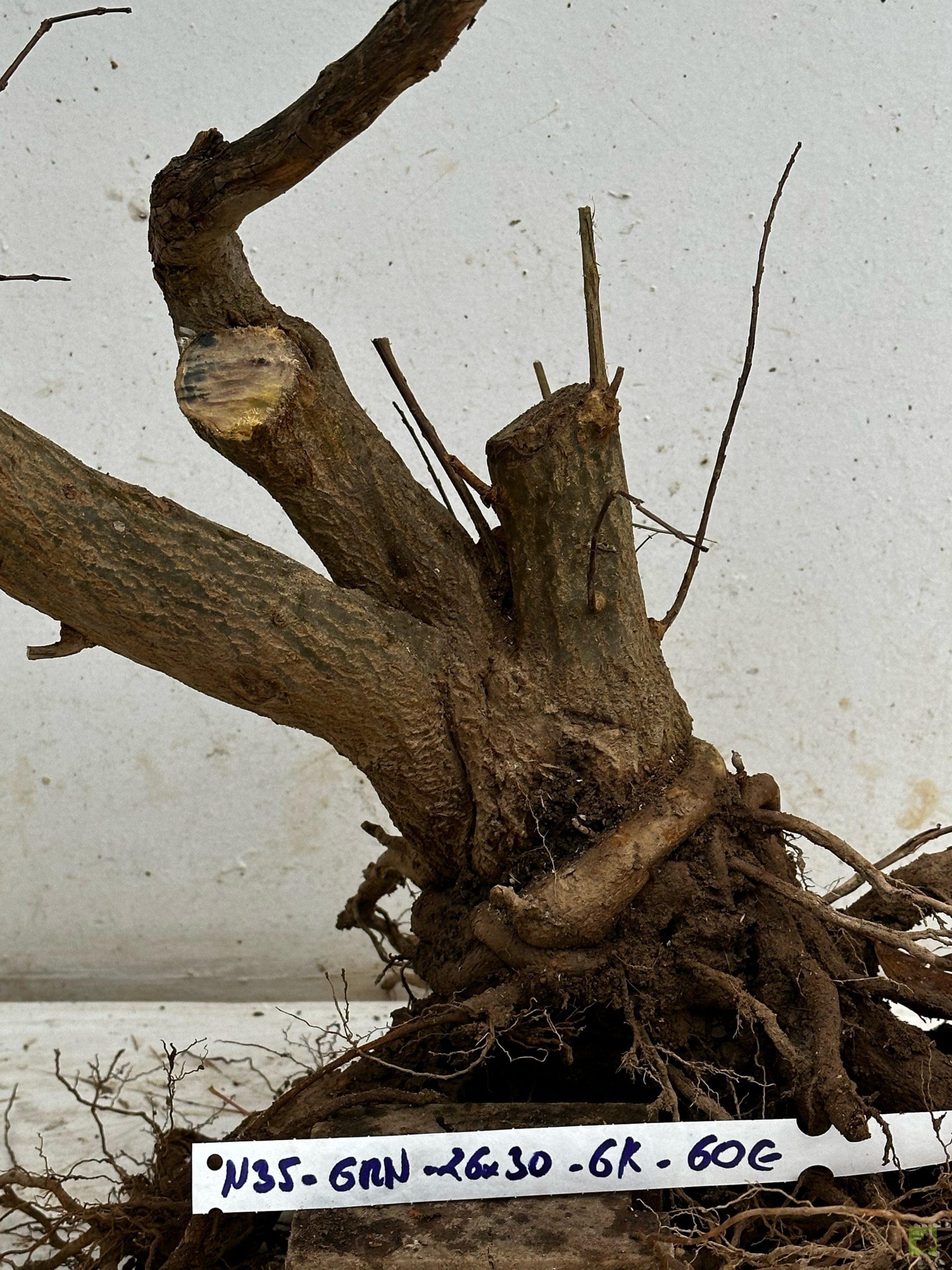 Processed with MOLDIV