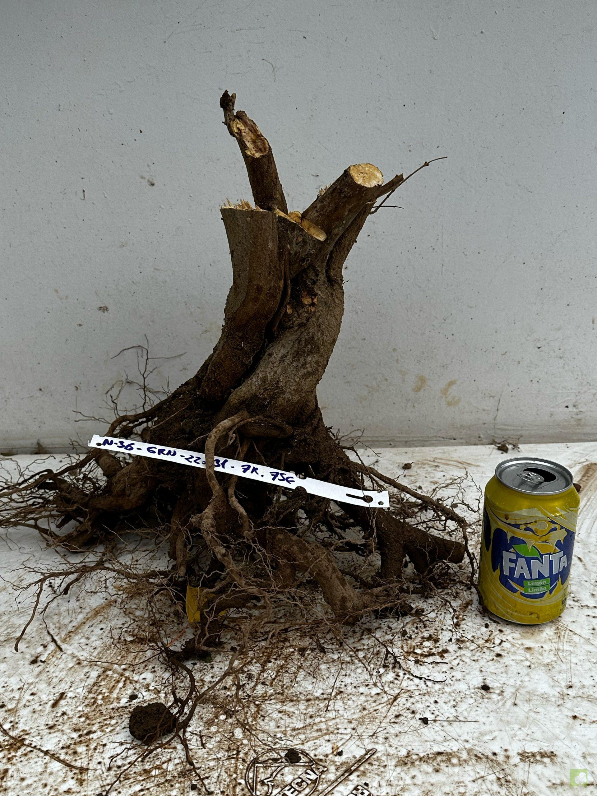 Processed with MOLDIV