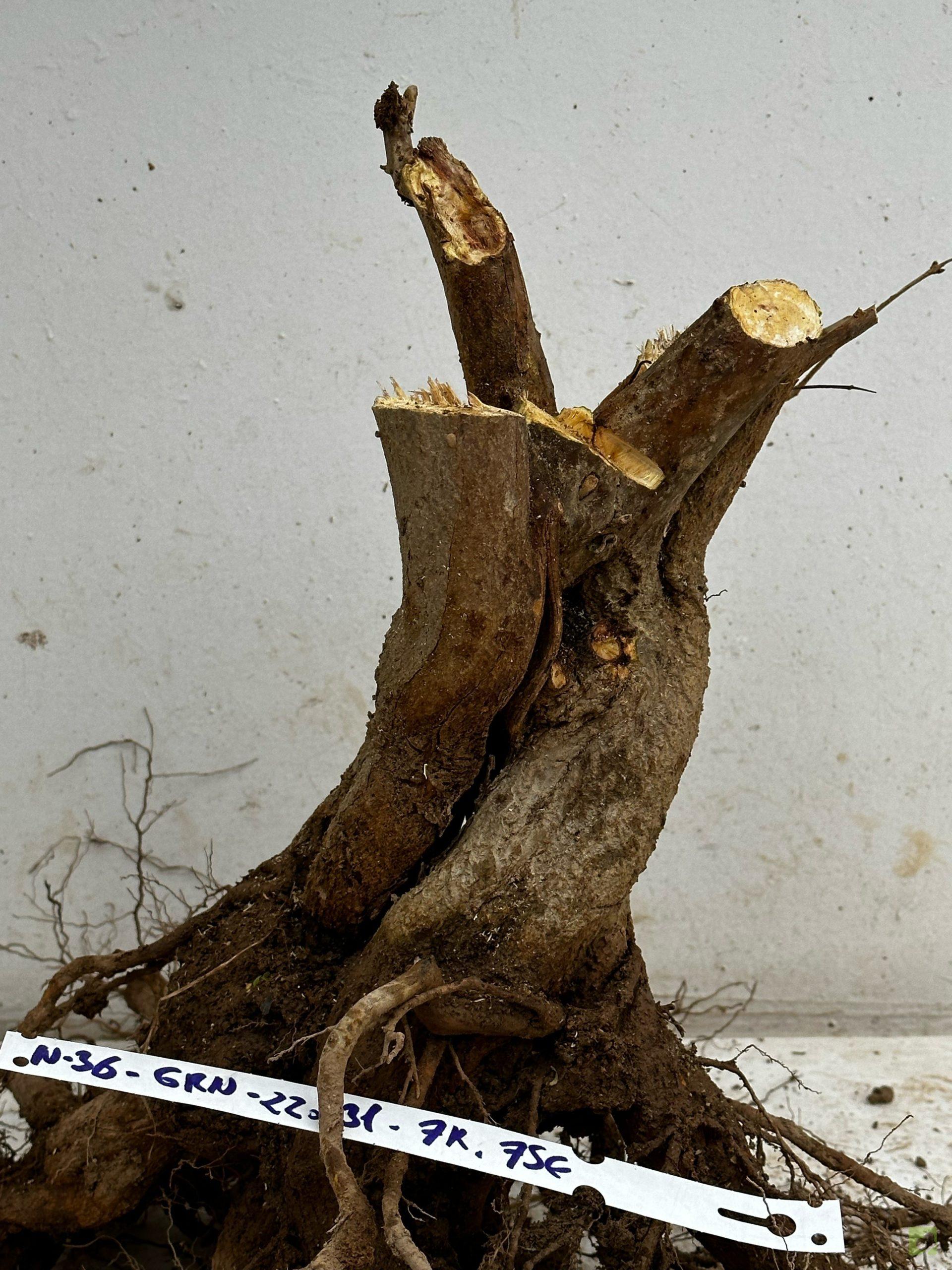 Processed with MOLDIV