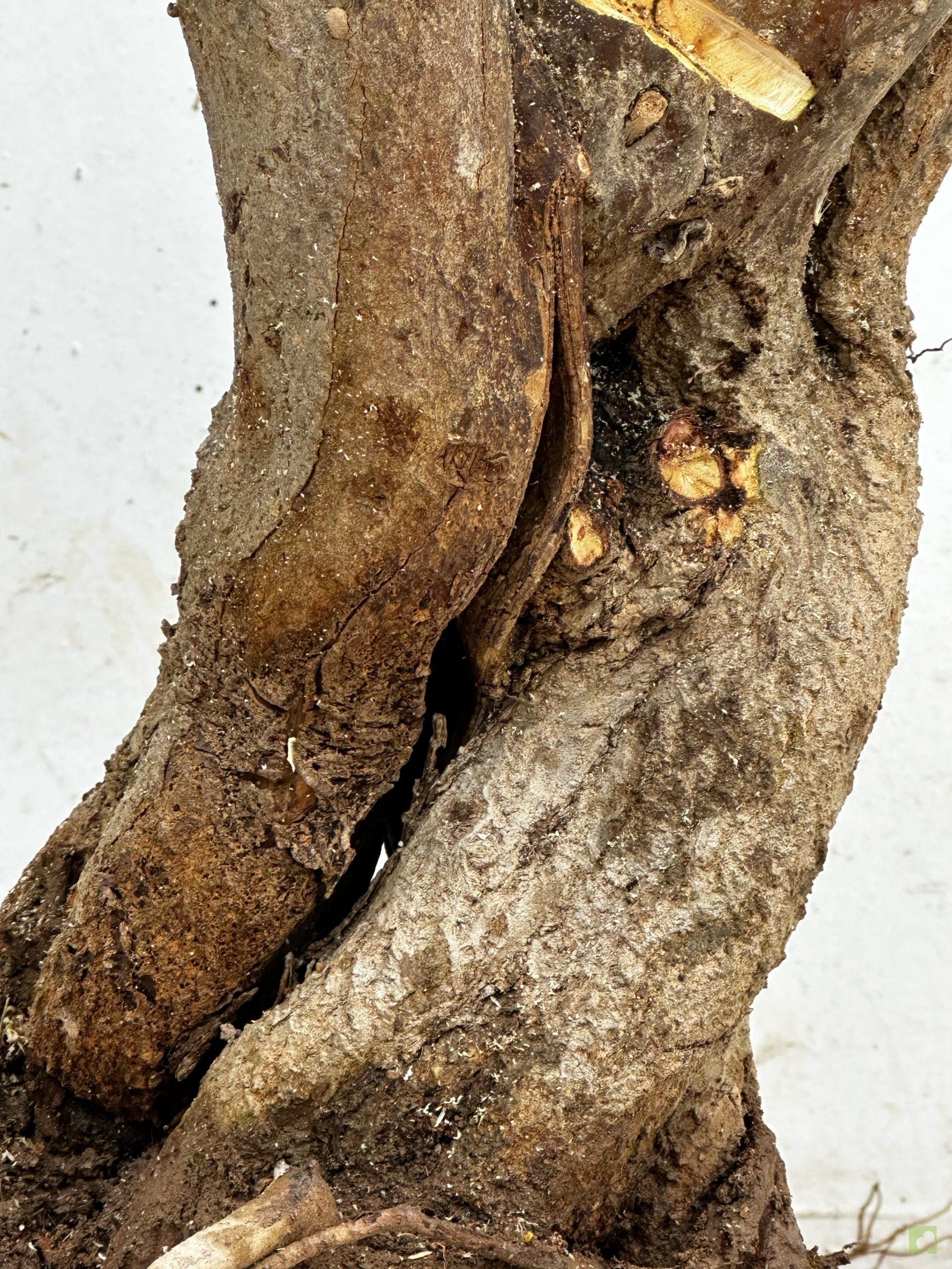 Processed with MOLDIV