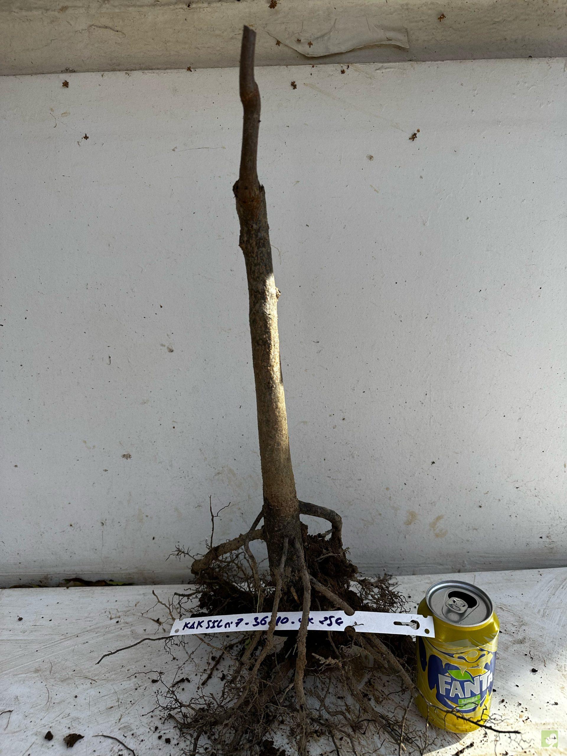 Processed with MOLDIV