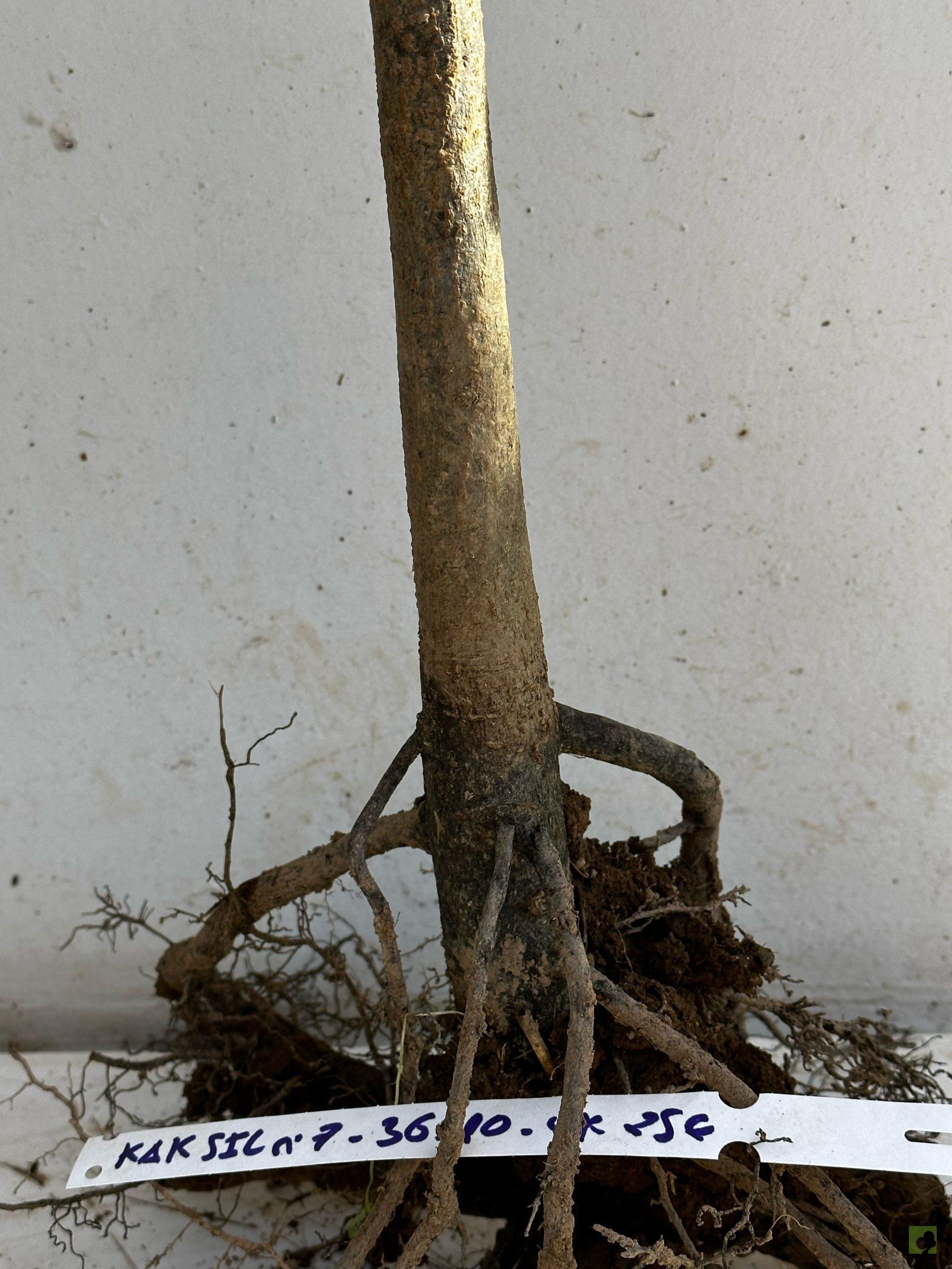 Processed with MOLDIV