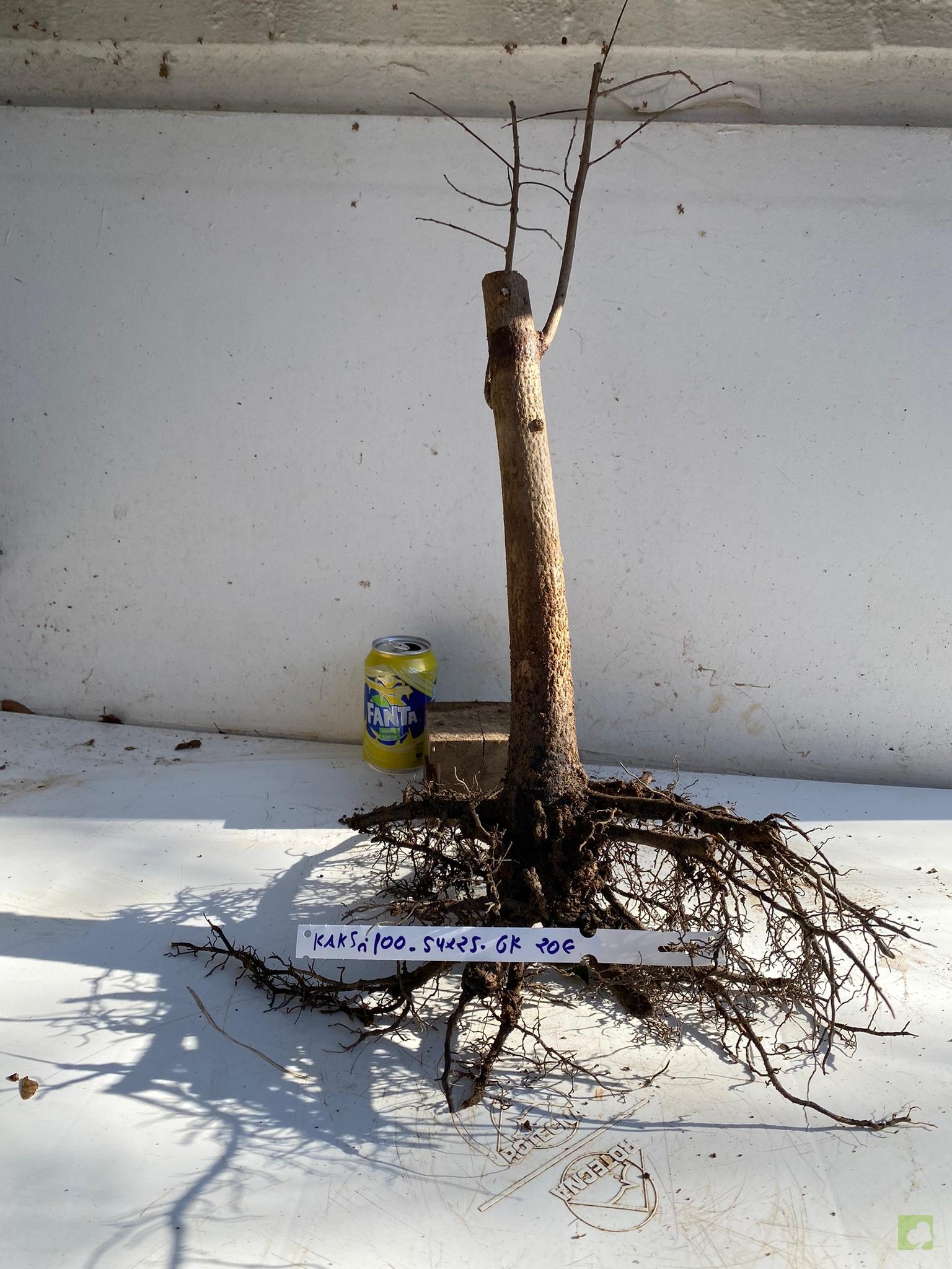 KAKI SILVESTRE 100 (2)