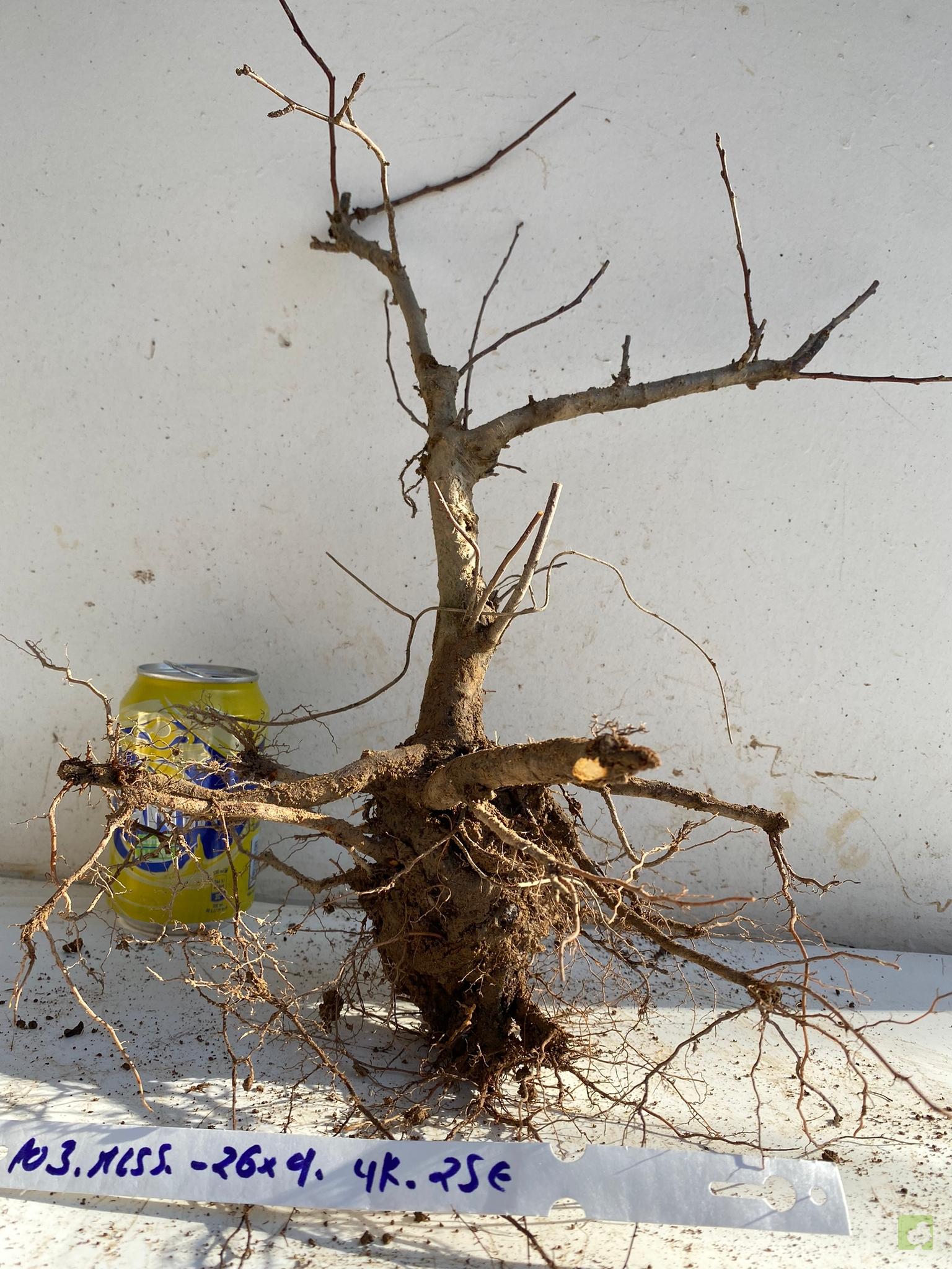 MALUS SIEBOLDII 103 (1)